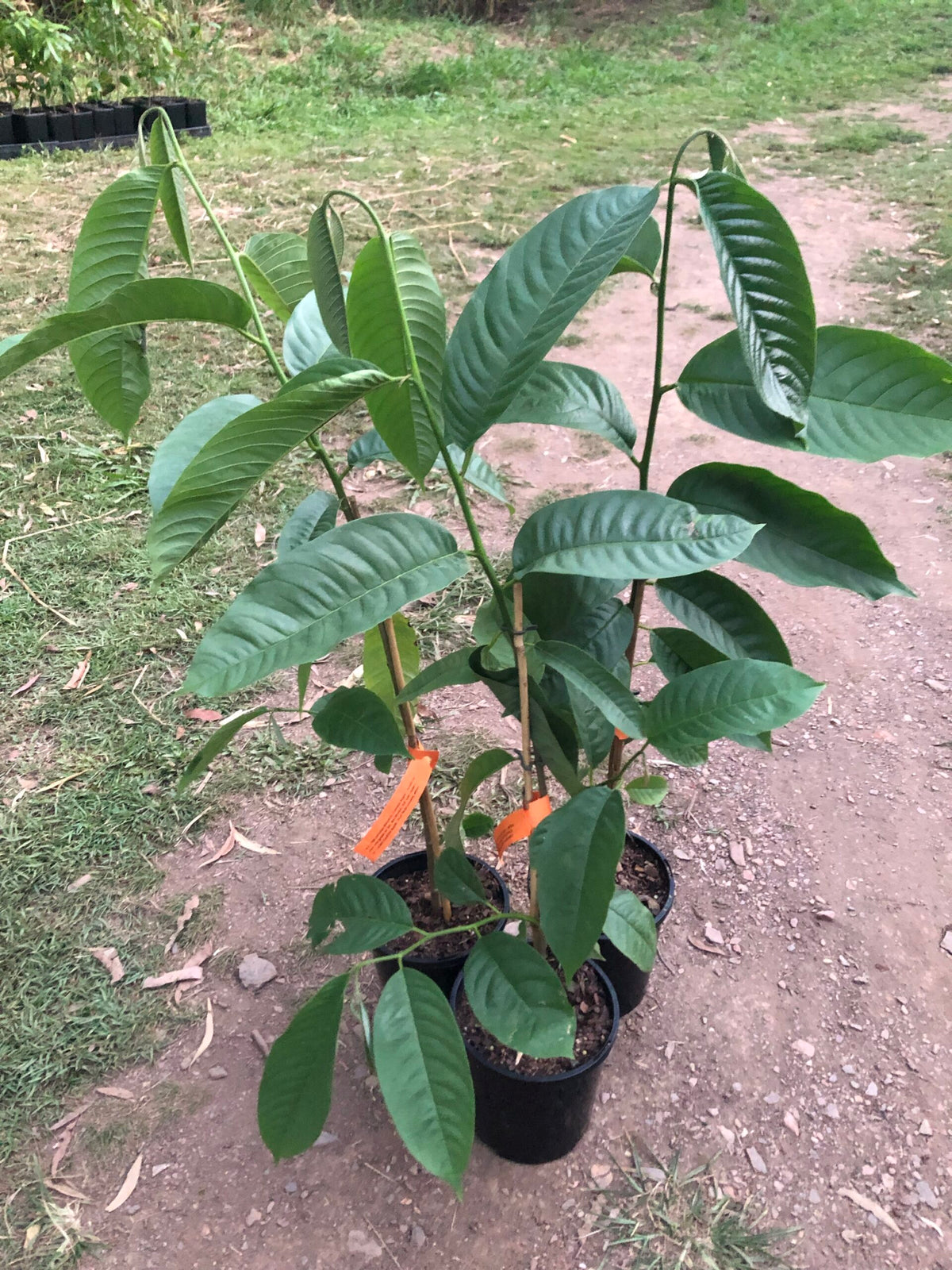 Buy Rollinia tree online – Ross Creek Tropicals