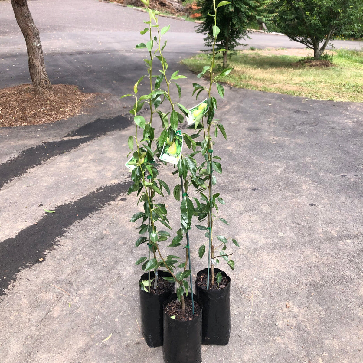 Pear Pakham Pear- Packham Low Chill Selection – Ross Creek Tropicals