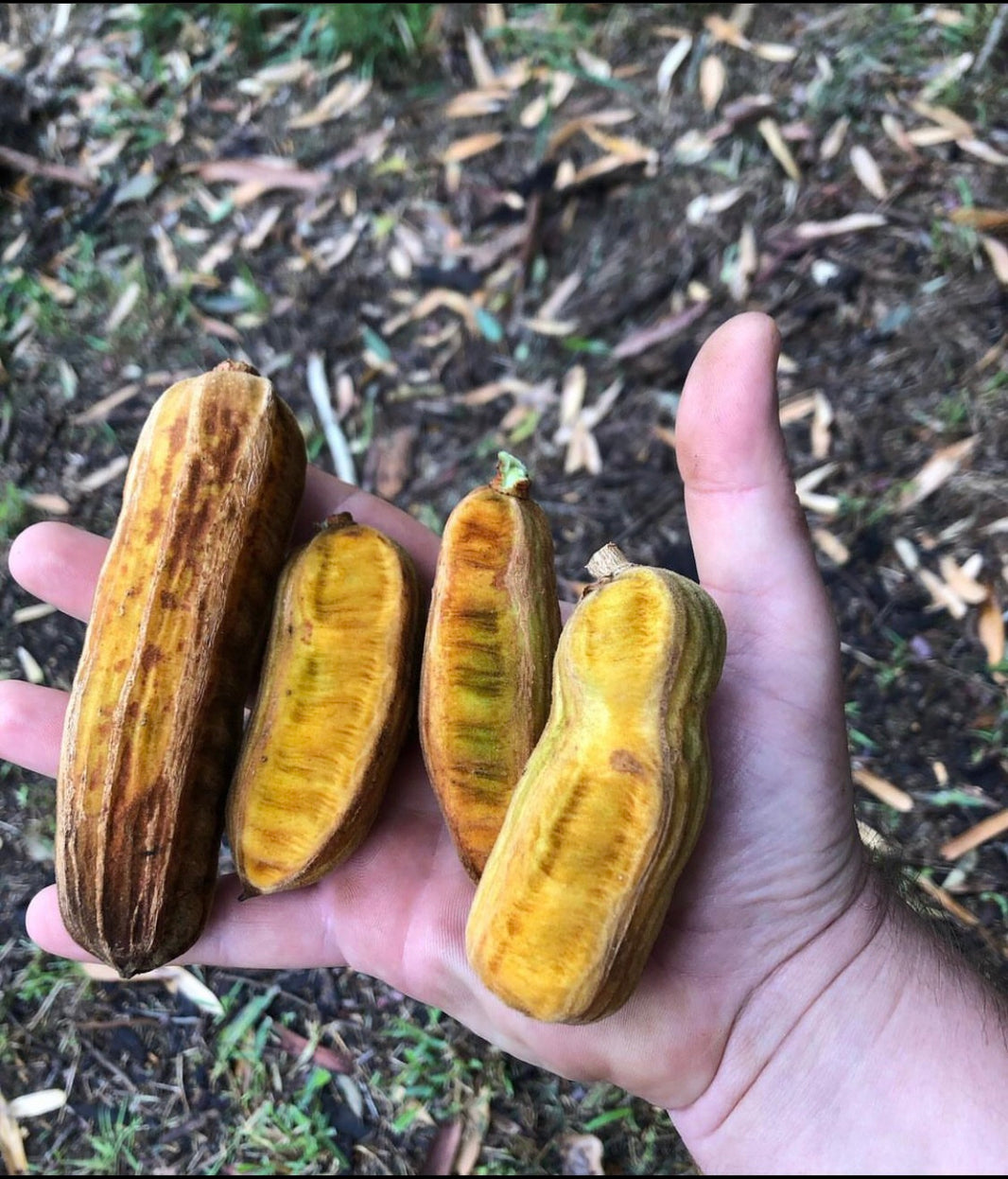 buy-fruit-trees-on-sale-ross-creek-tropicals-page-2-ross-creek