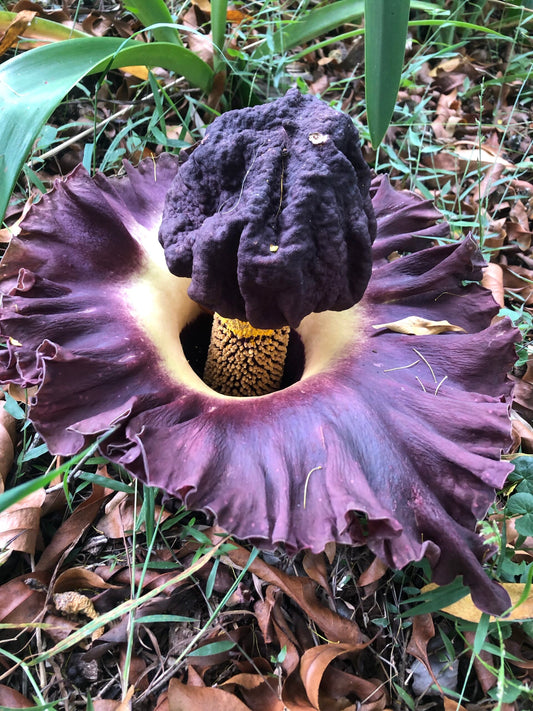 Elephant foot Yam - Amorphophallus Paeoniifolis