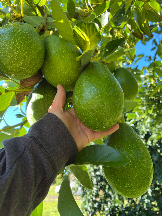 Avocado Sharpe (A Type) 5L Velvick rootstock