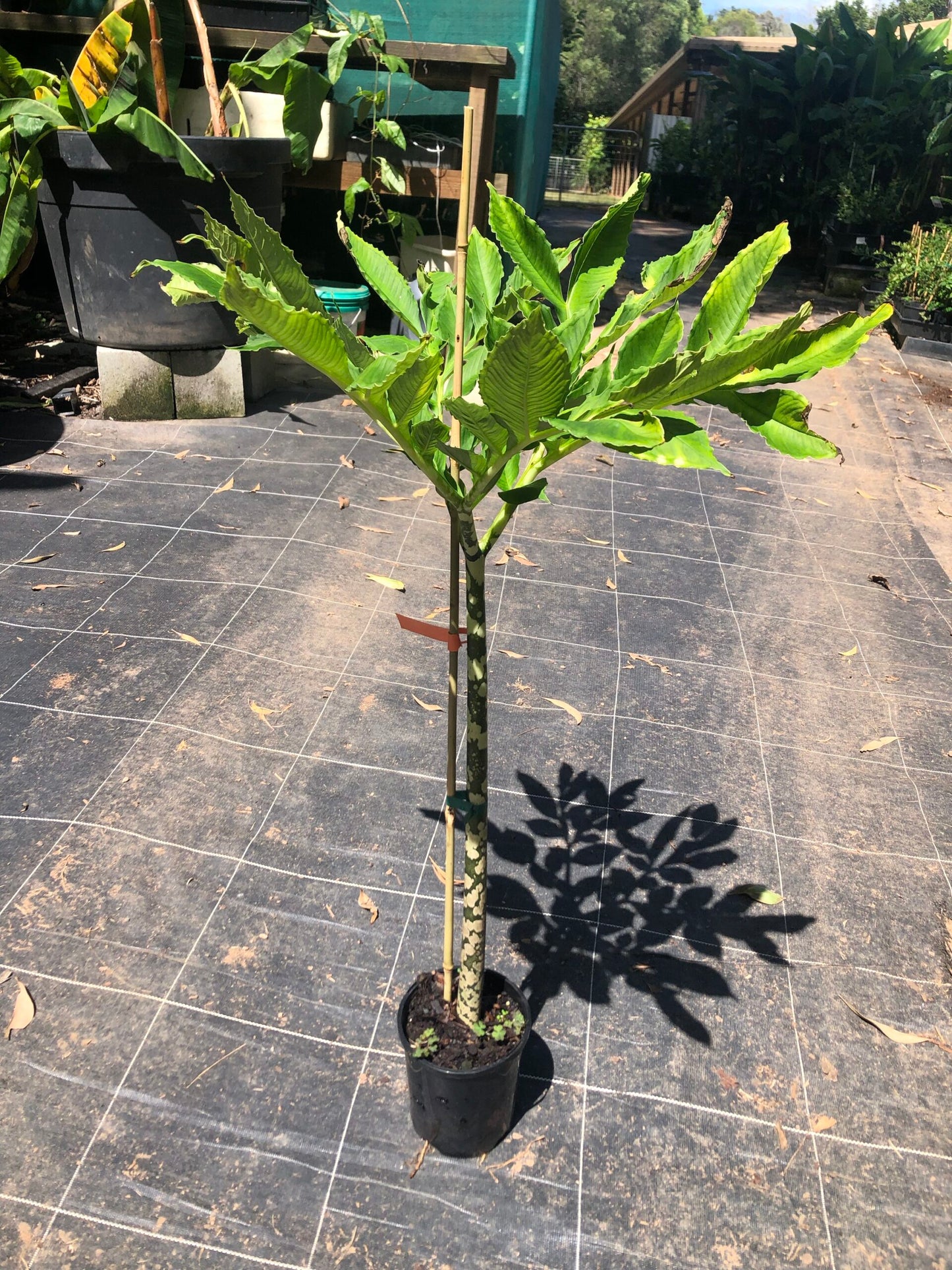 Snake Plant - Amorphophallus Bulbifera