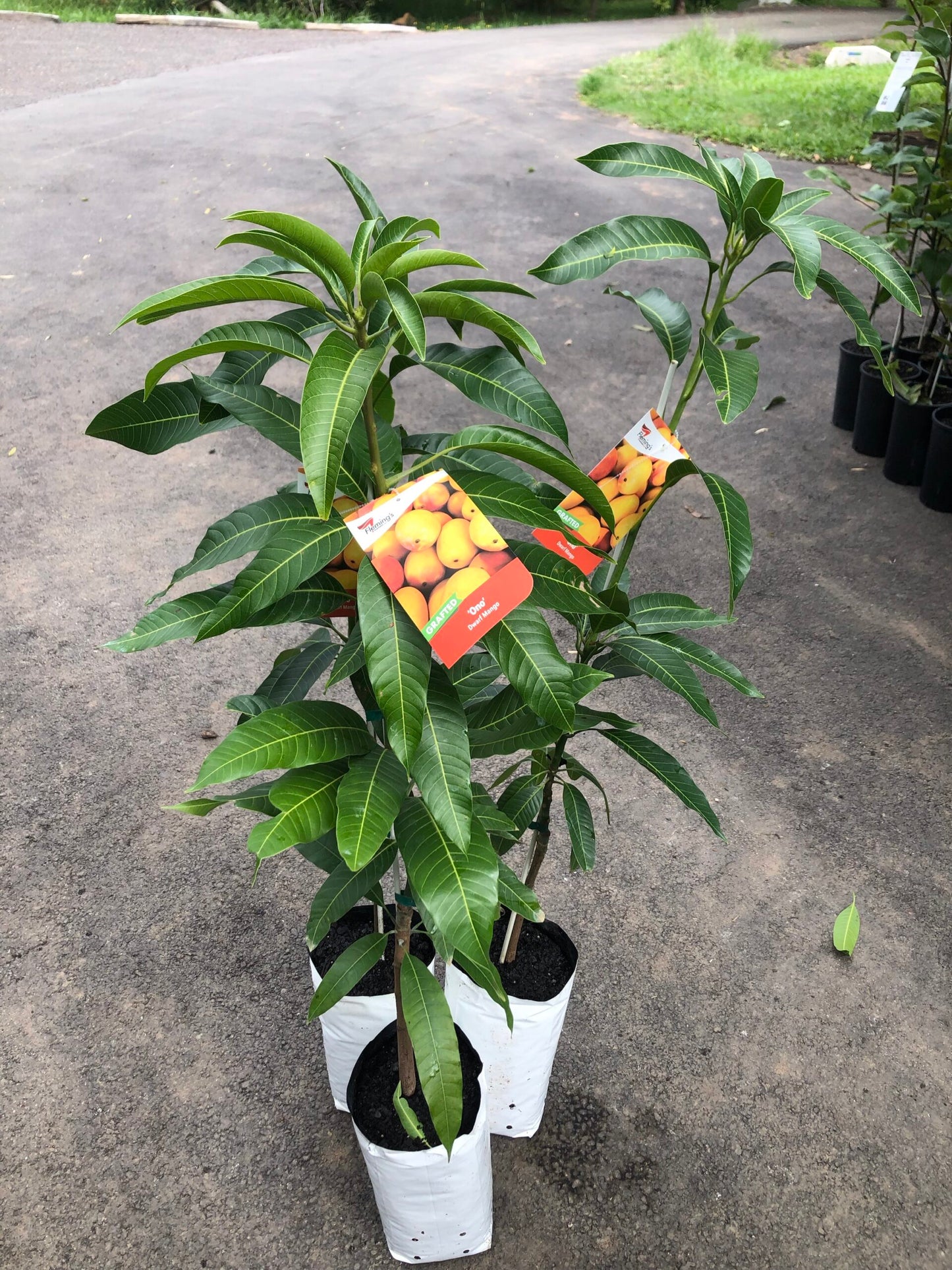 Dwarf Mango - Ono 5L