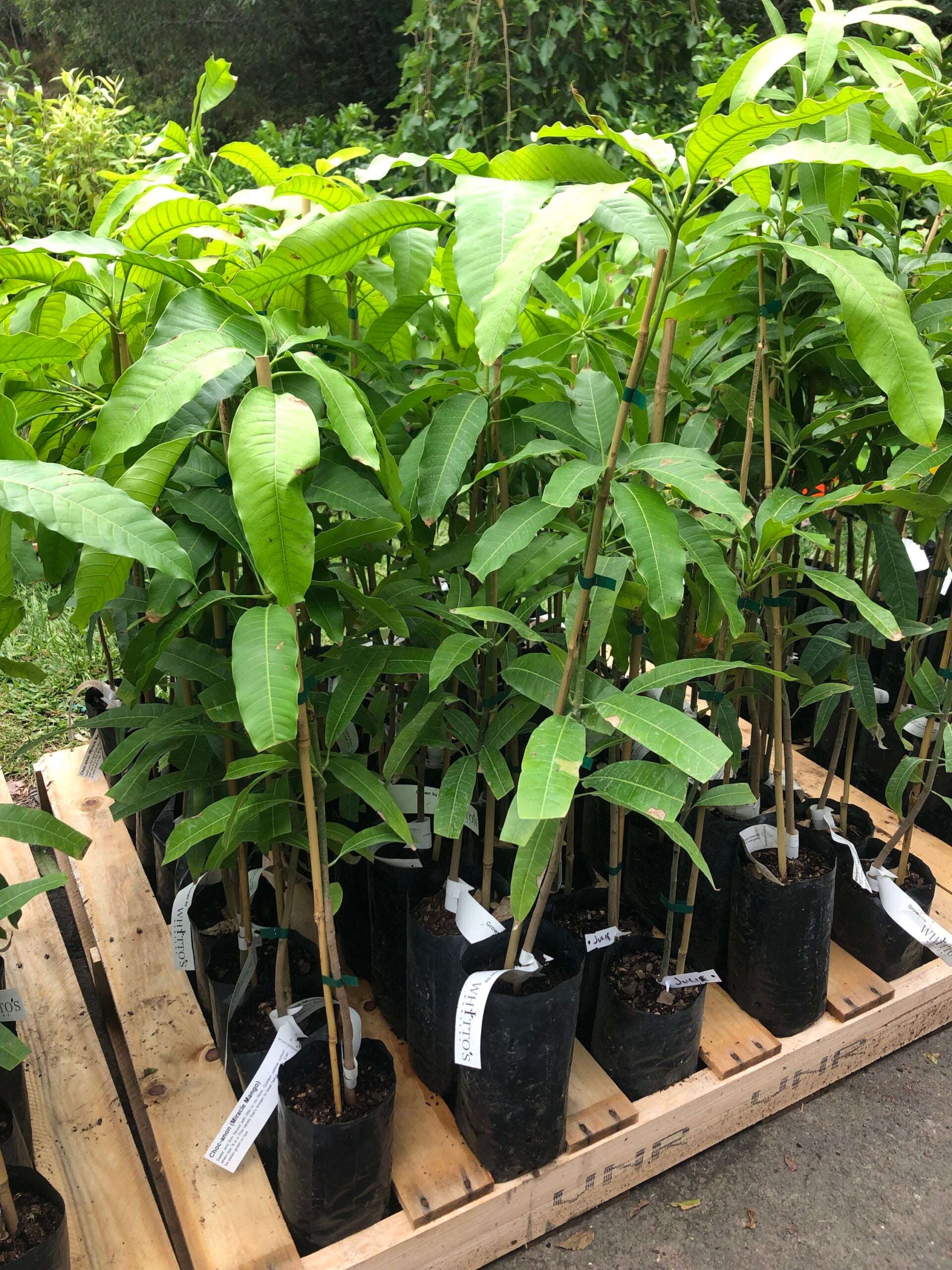 Buy Grafted Mango Trees online - Delivered to your door! – Ross Creek ...