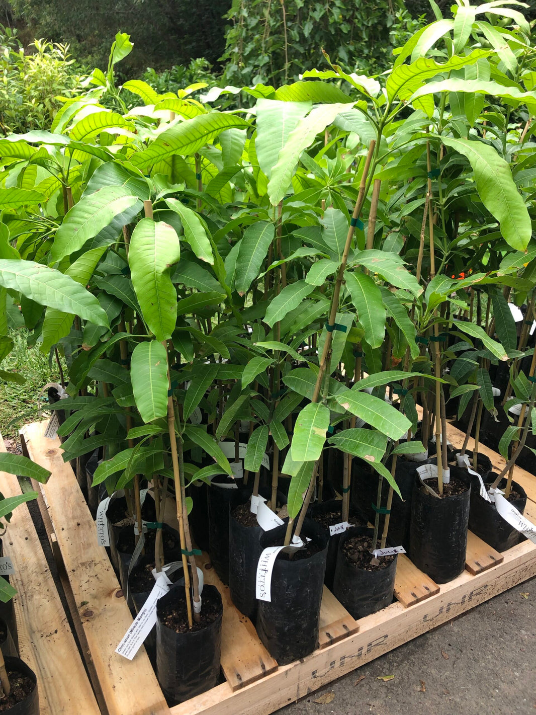 Buy Grafted Mango Trees online - Delivered to your door! – Ross Creek ...