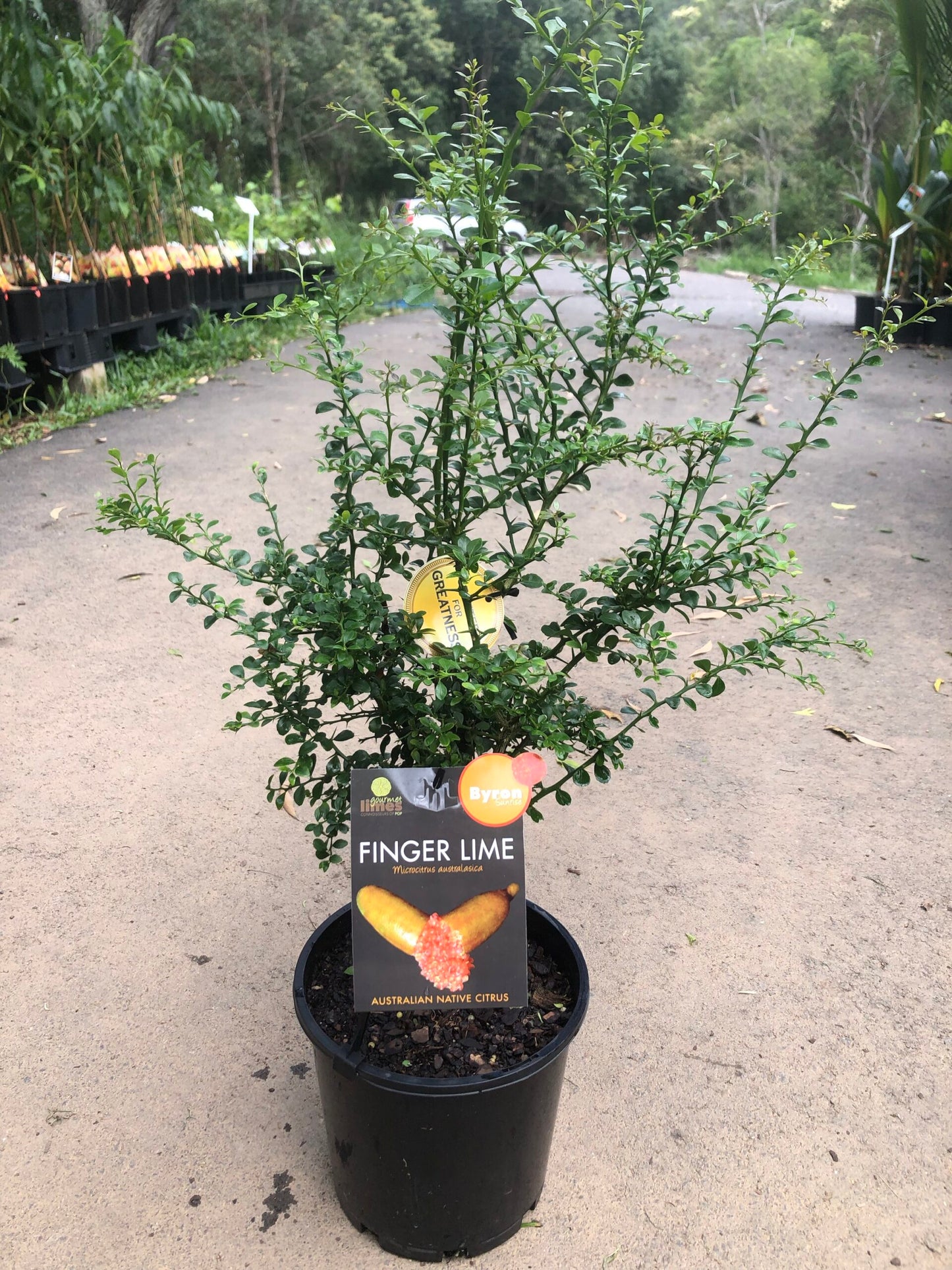 Finger lime Byron Sunrise Grafted (Qld only)