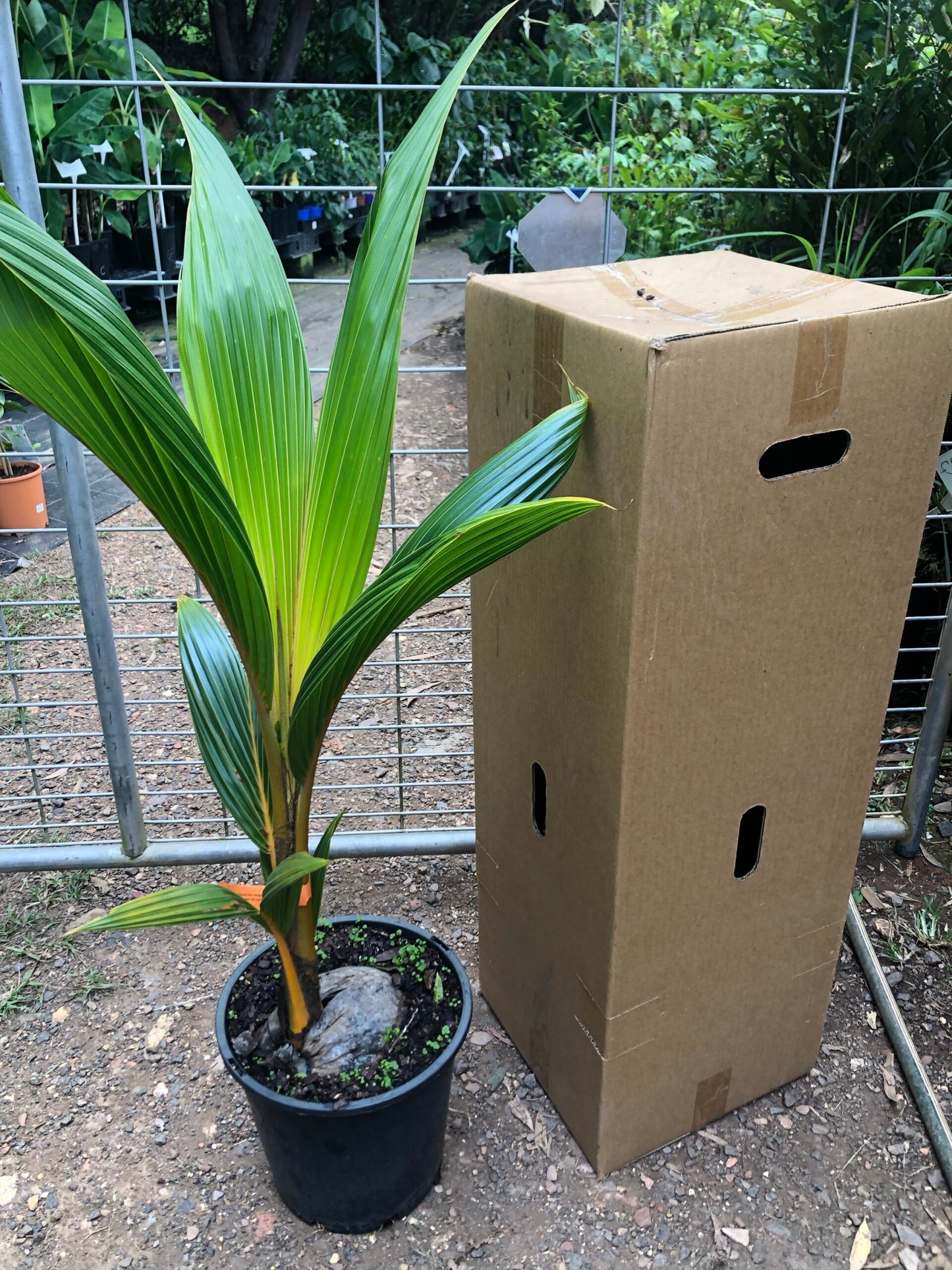 Dwarf Coconut - Gold Malay 10L