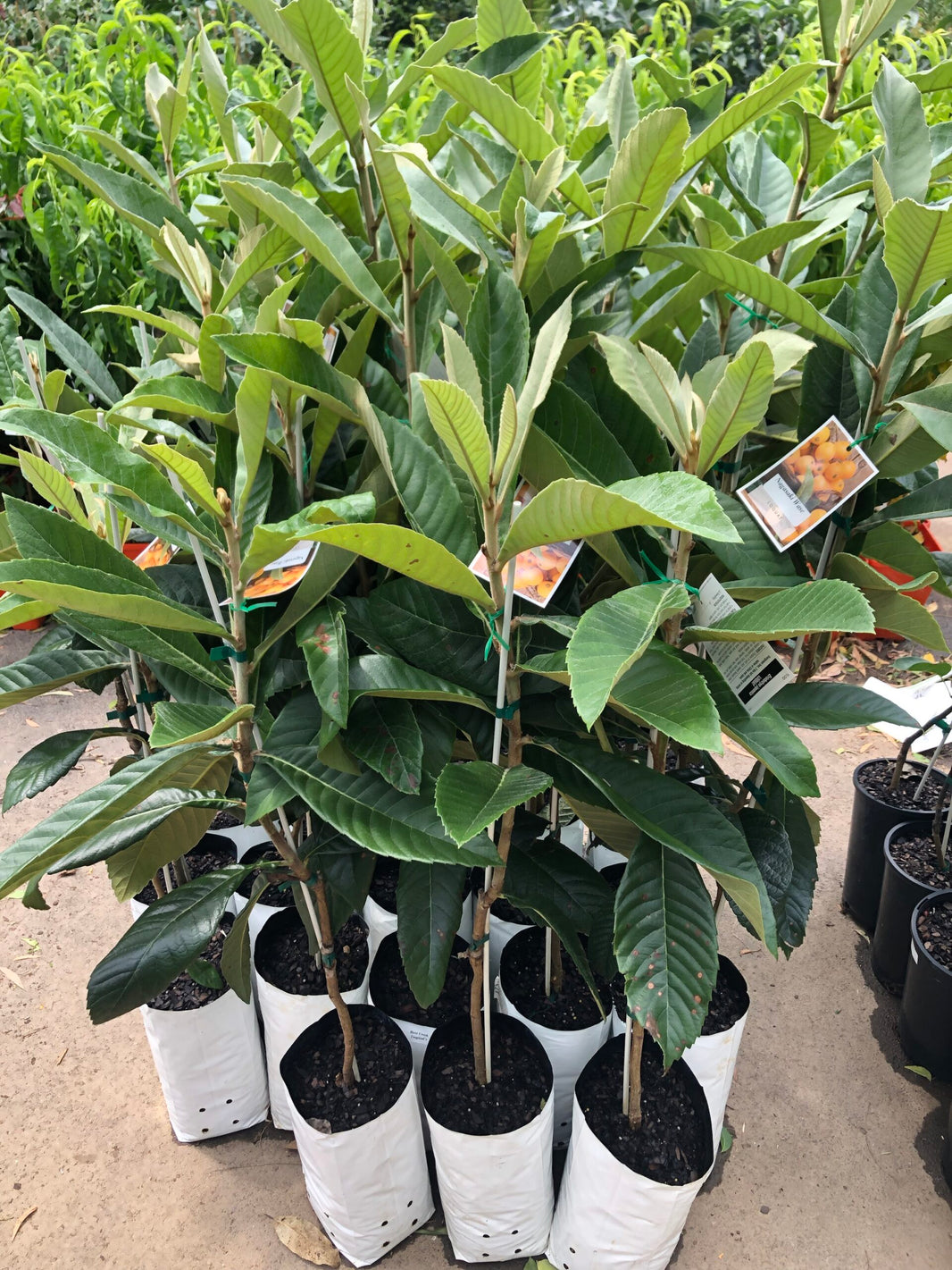Buy Loquat Fruit trees - Delivered to your door! – Ross Creek Tropicals