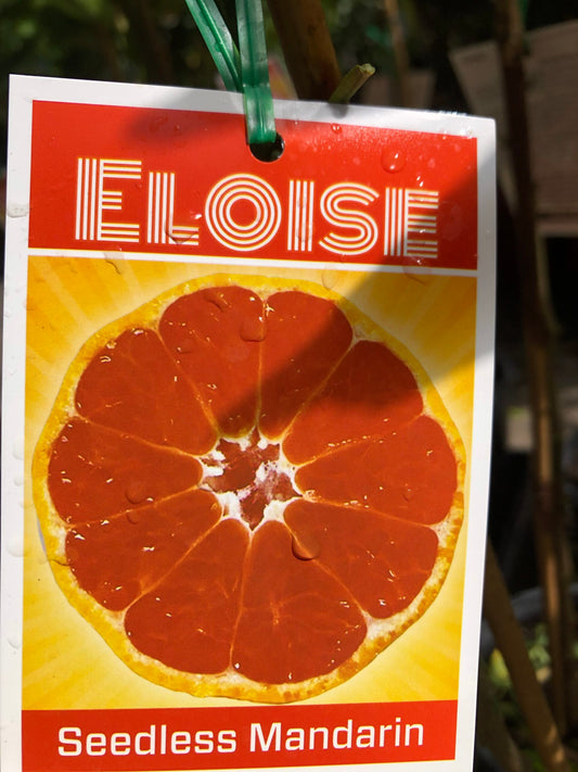 Mandarin- Eloise Seedless  (Qld only)
