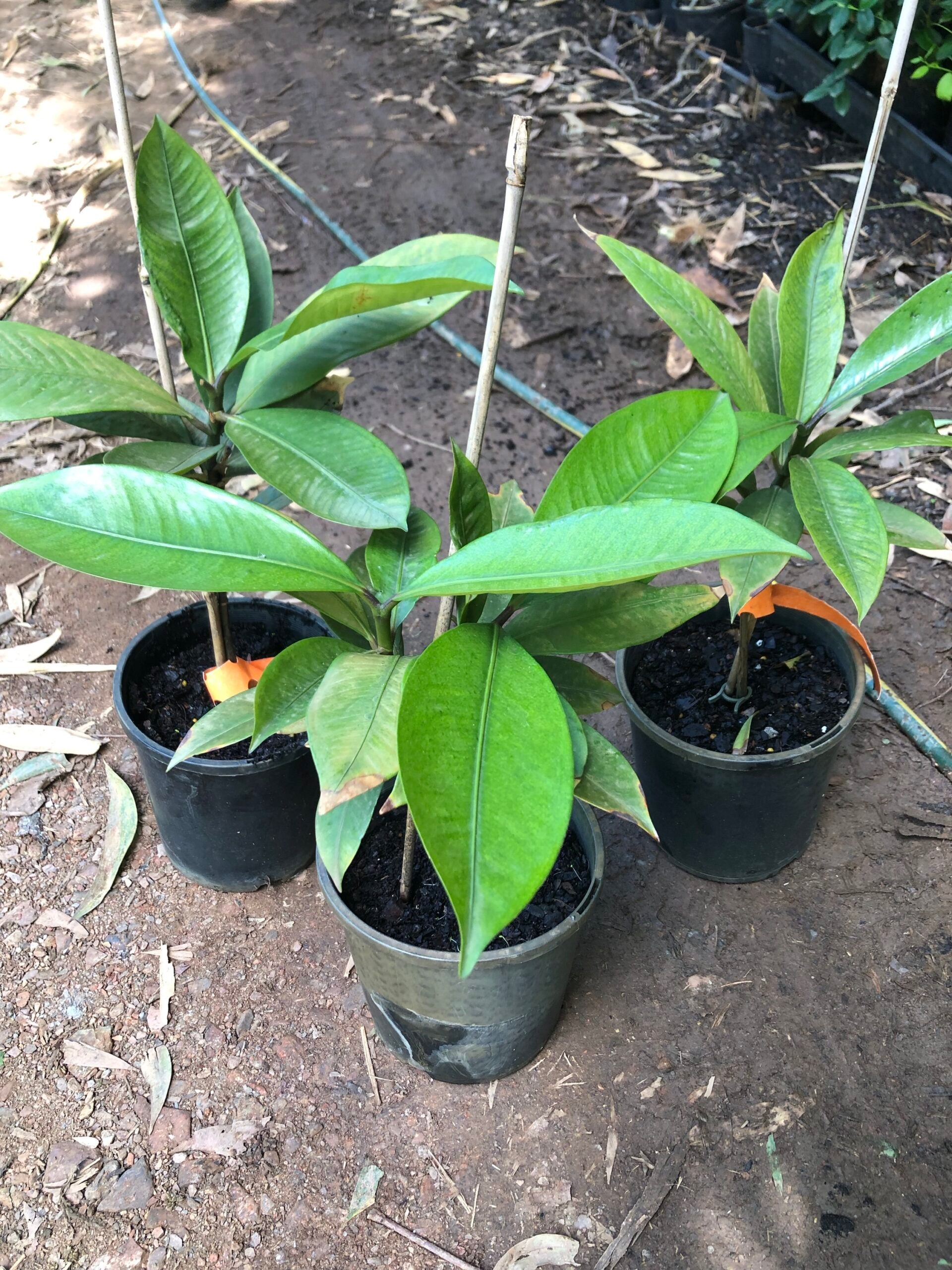 Buy Tropical Fruit trees Delivered to your door! Ross Creek Tropicals