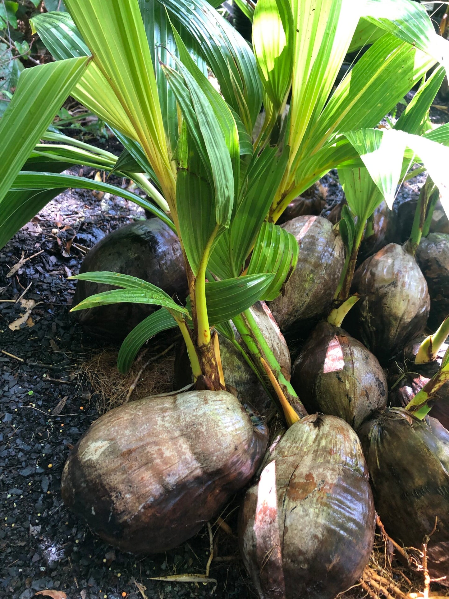 Dwarf Coconut - Malay Green - Bare Root