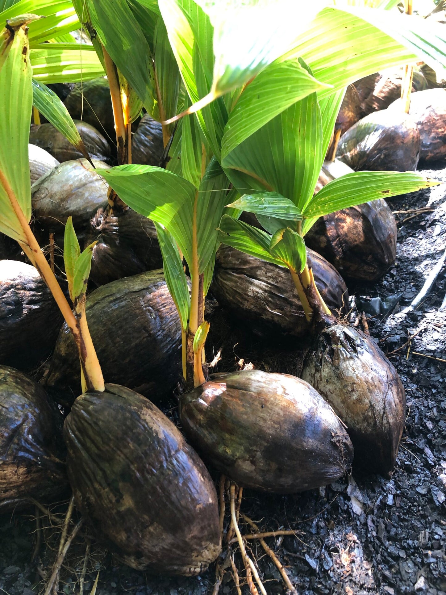 Dwarf Coconut - Gold Malay - Bare Root