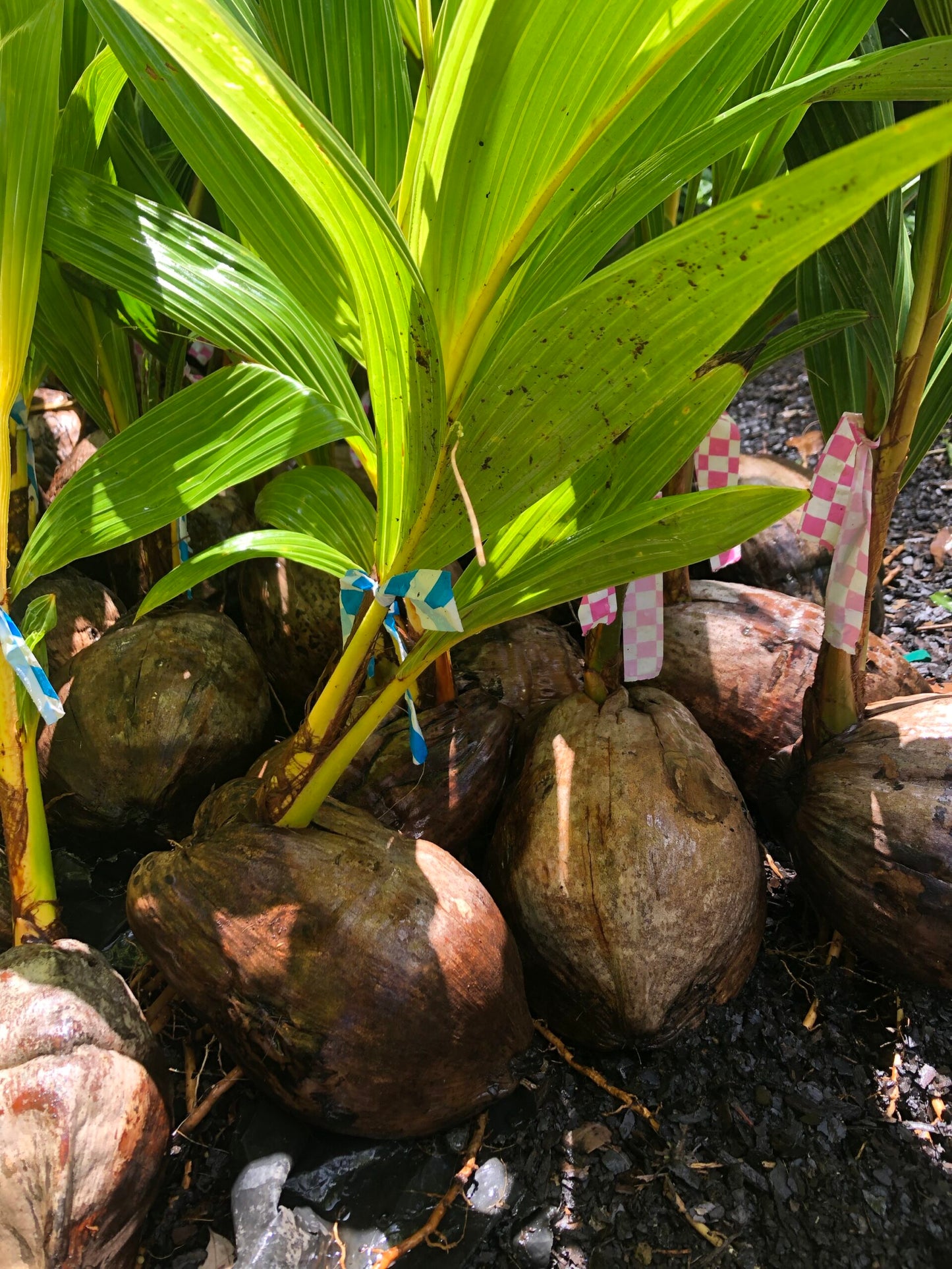 Dwarf Coconut - Malay Bronze - Bare root