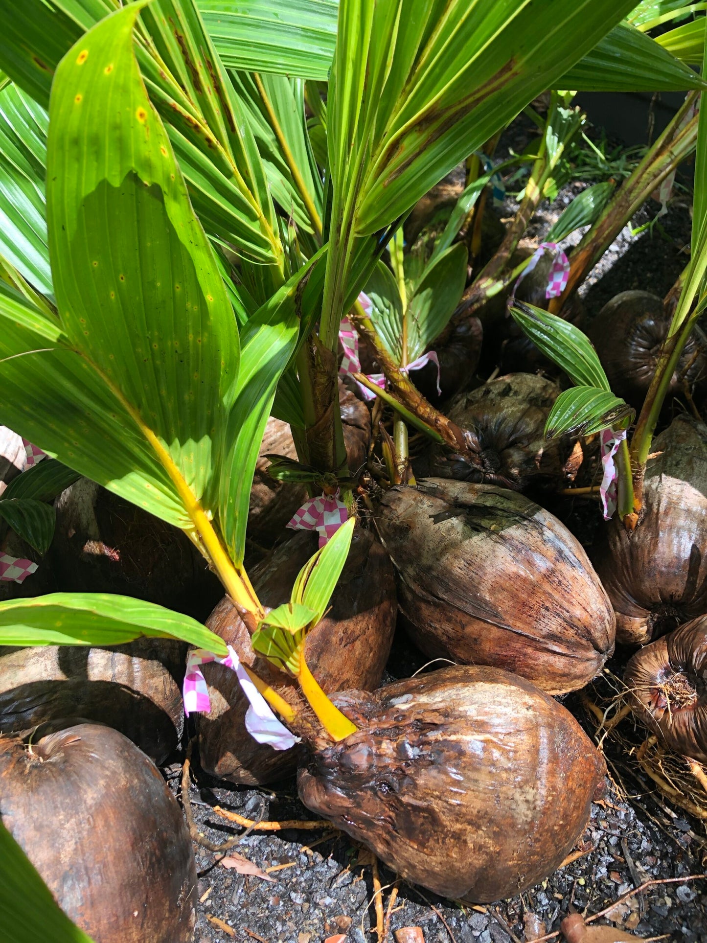 Dwarf Coconut - Yellow - Bare Root