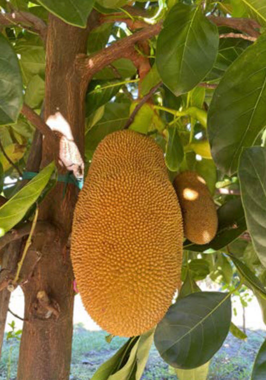 Jackfruit Cosmic Gold Grafted