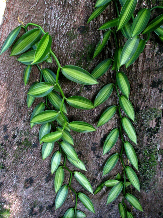 Variegated Vanilla