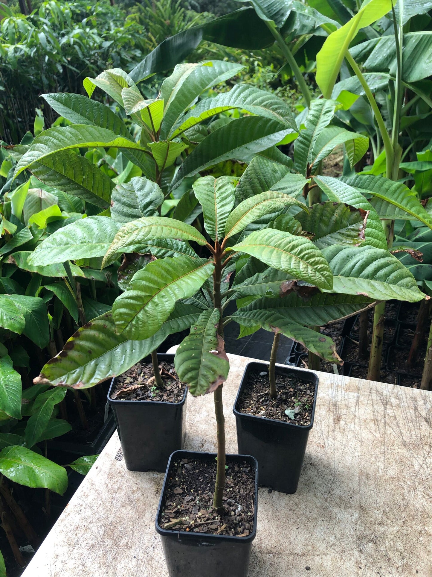 Green Sapote