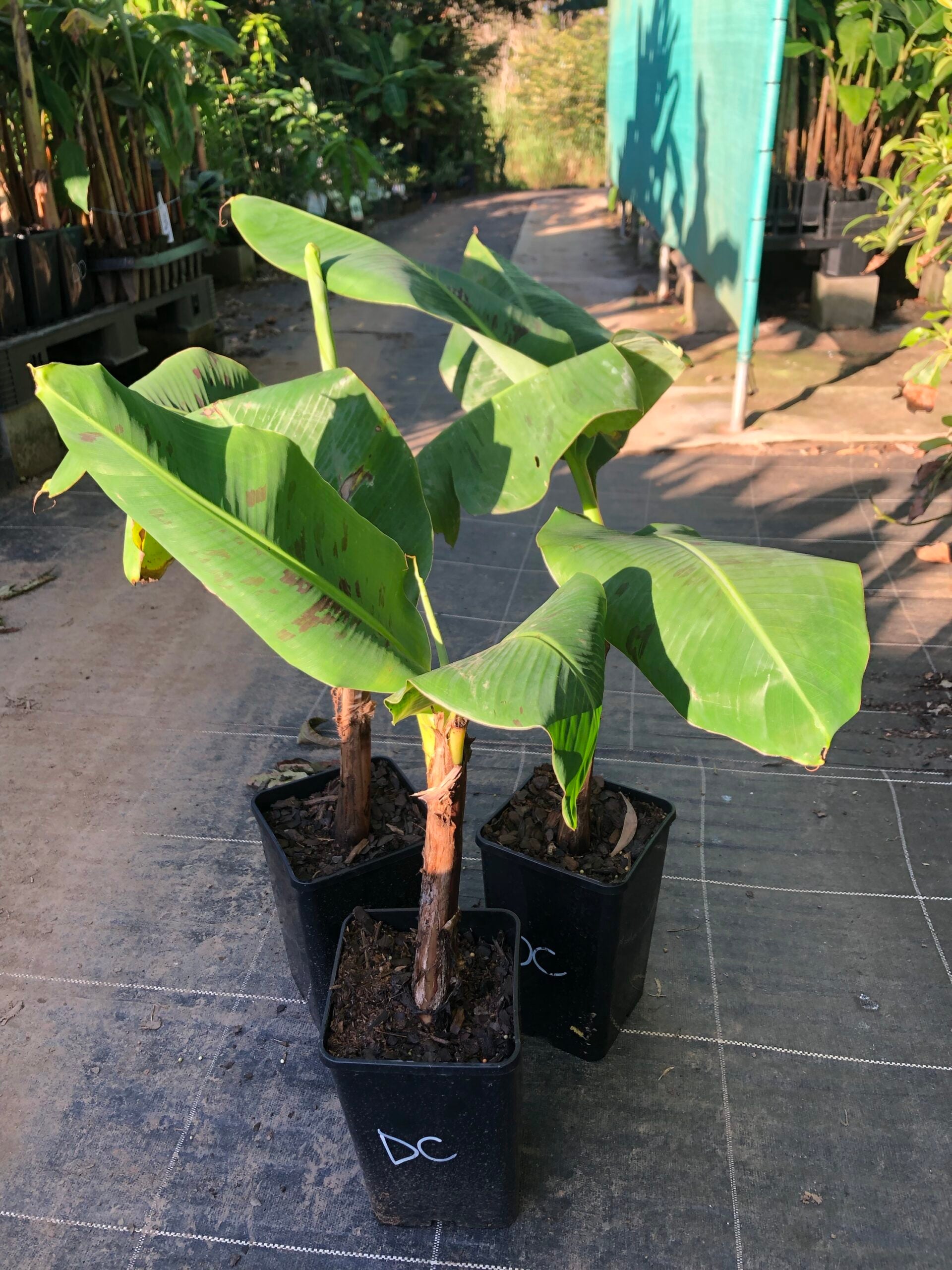 Buy Banana Fruit Trees Online Delivered To Your Door Ross Creek Buy banana fruit trees online delivered to your door ross creek