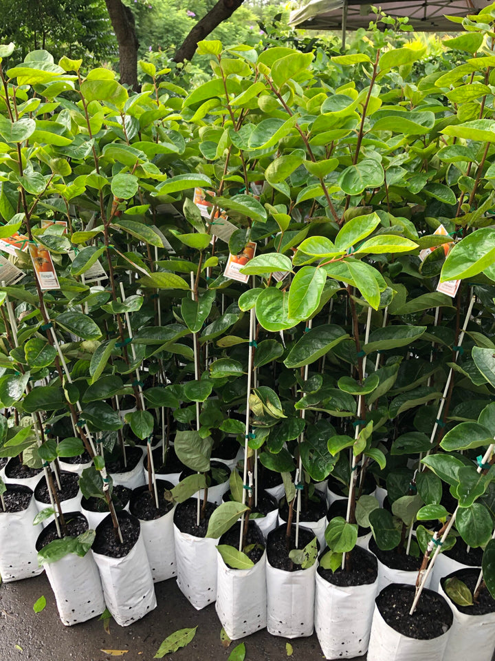 Buy Persimmon Fruit trees - Delivered to your door! – Ross Creek Tropicals