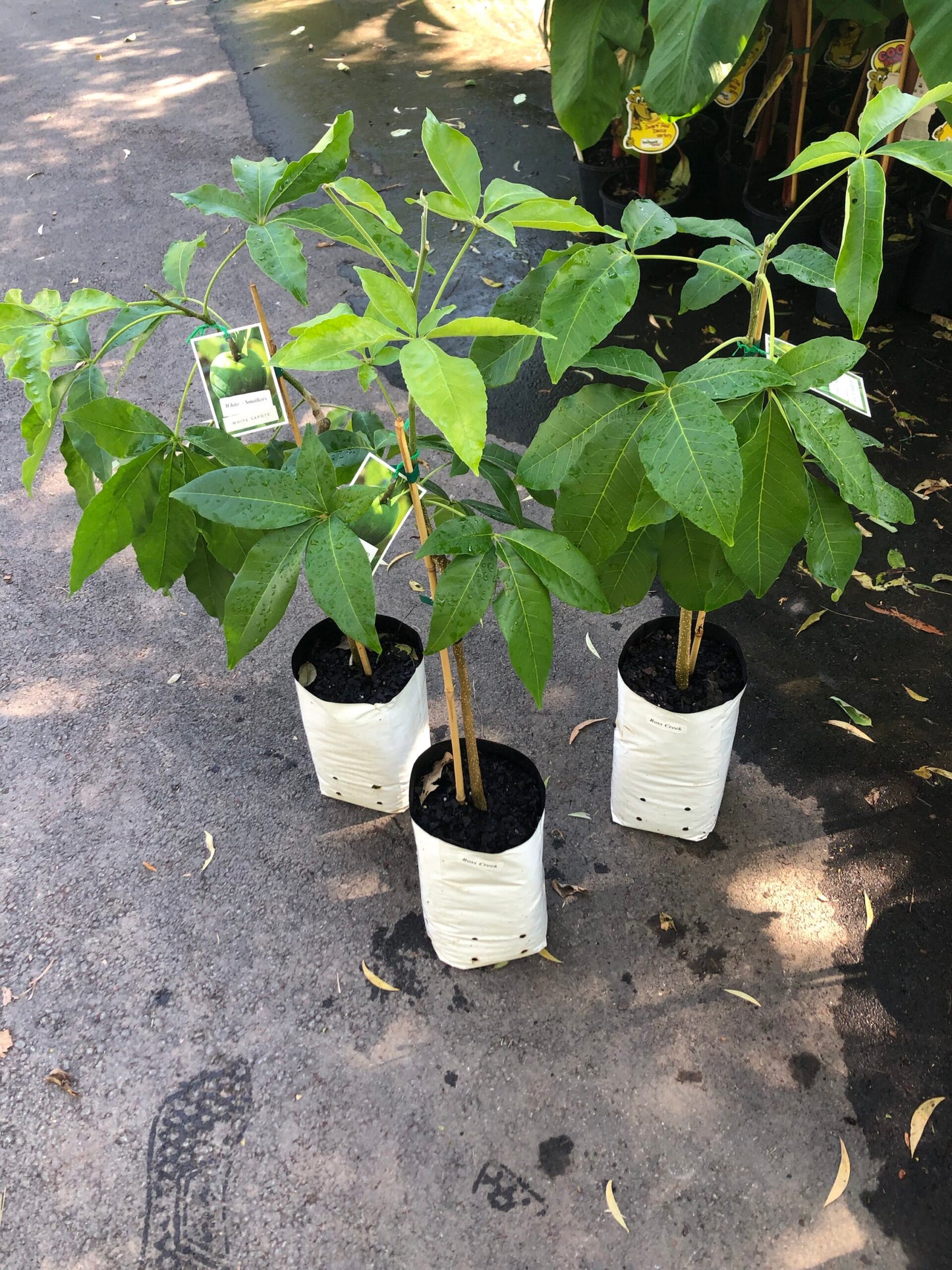 White Sapote - Smathers Grafted 5l