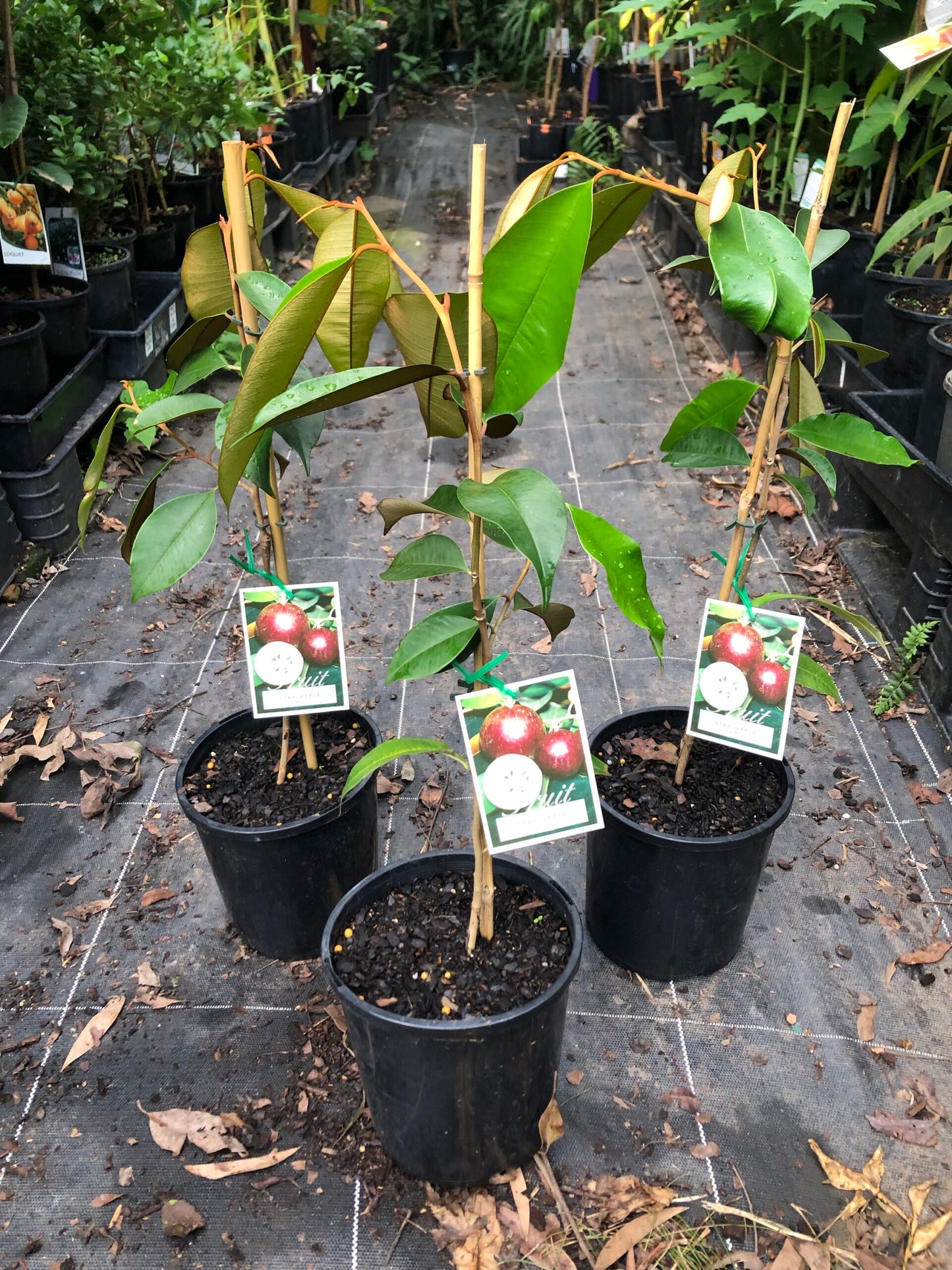 Star apple Grimal Grafted