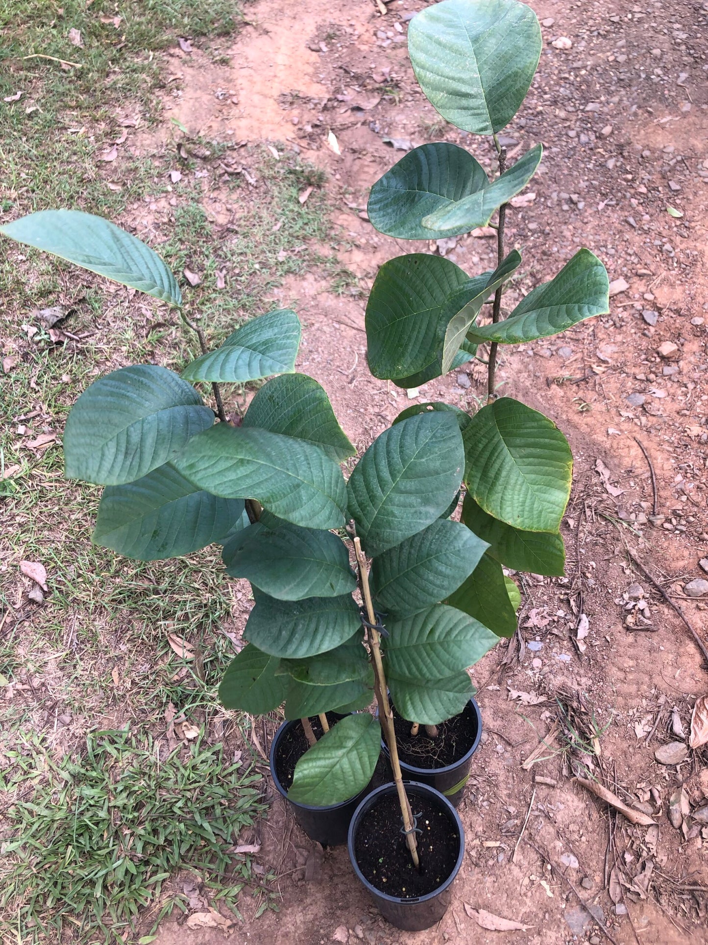 Cherimoya seedling 4l