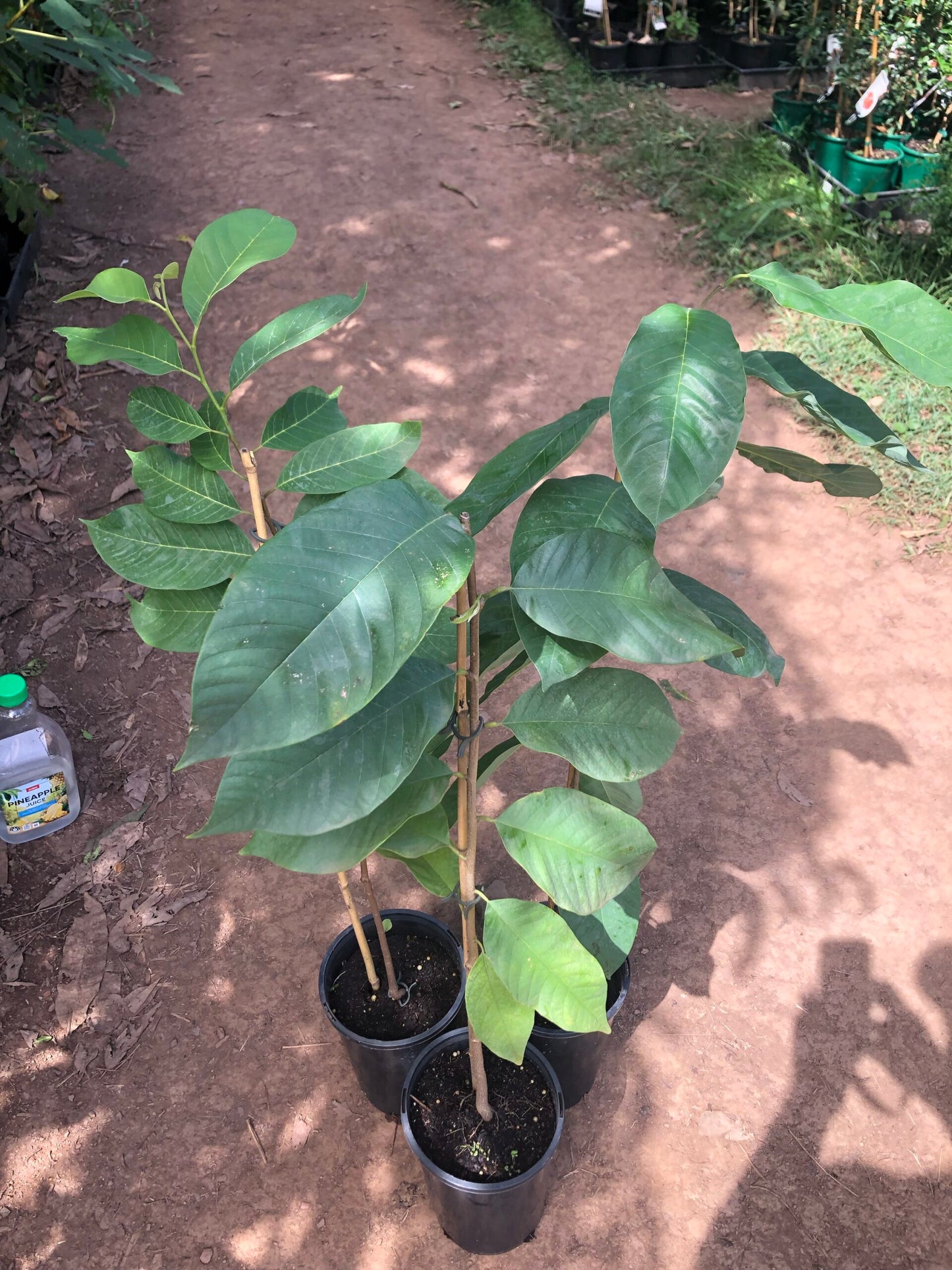 Custard Apple - African pride seedling 4l