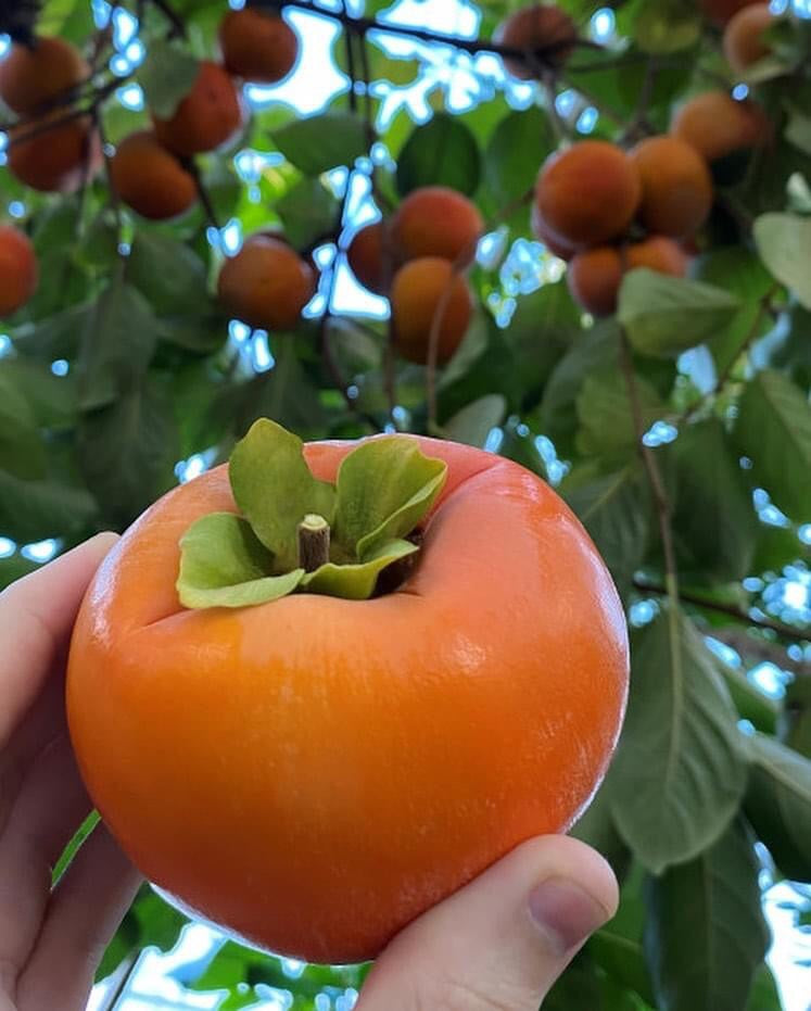 Persimmon Fuyu - non astringent