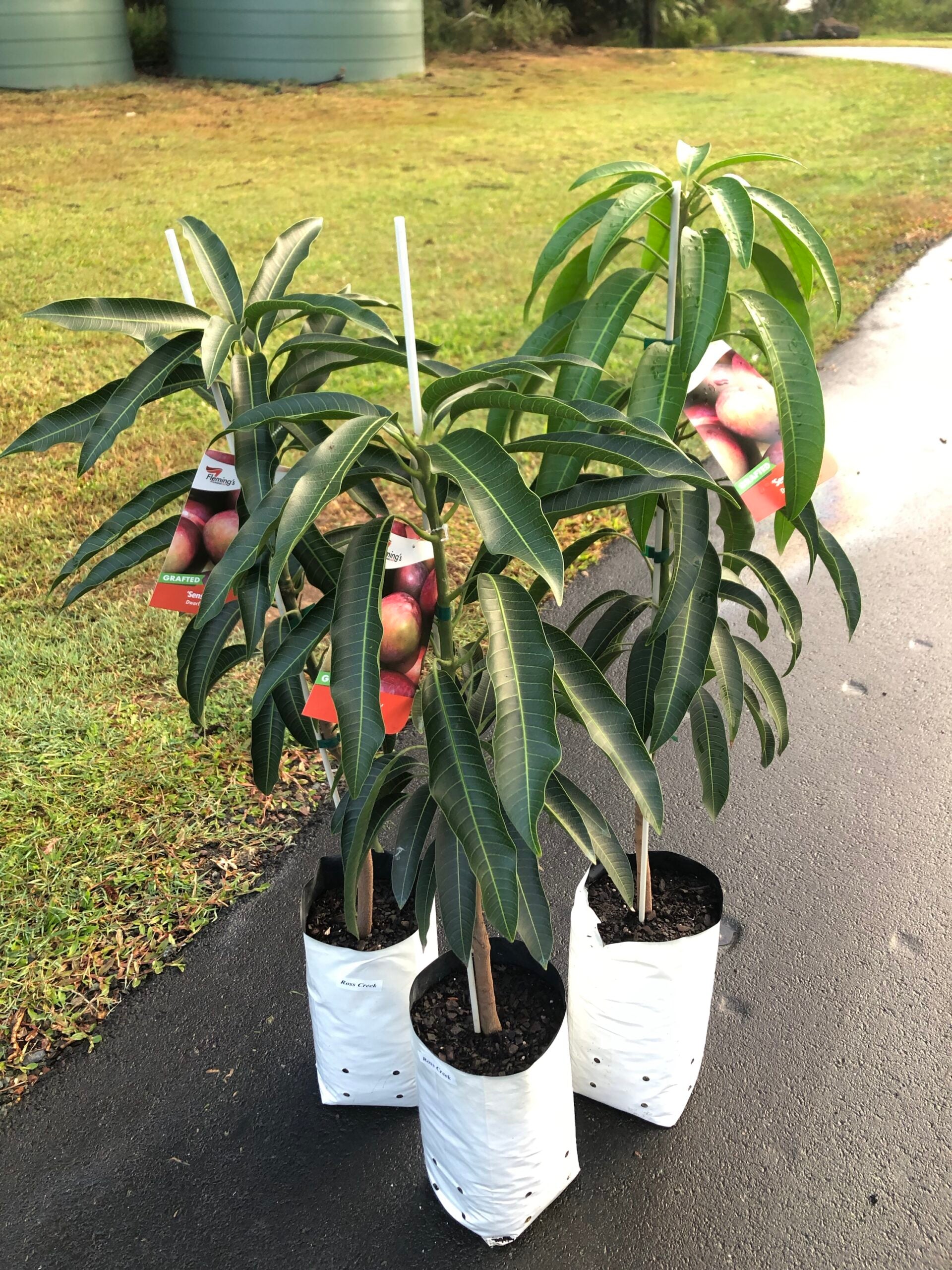 Buy Grafted Mango Trees online - Delivered to your door! – Ross Creek ...