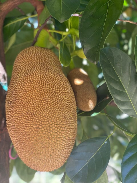 Jackfruit Ratu Red / Sunshine Crunch Grafted