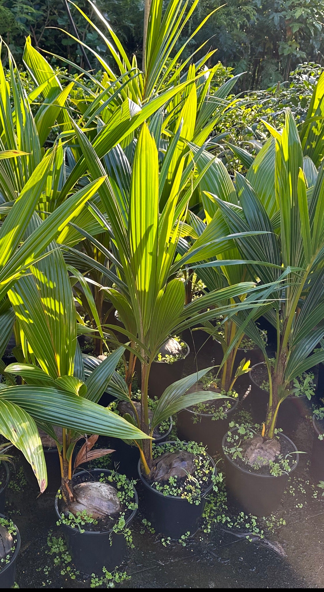 Dwarf Coconut - Malay Red 10L