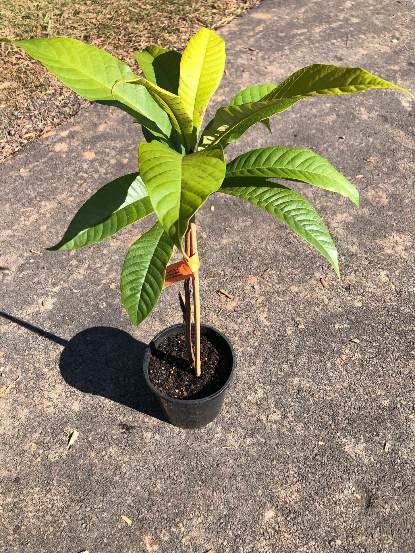 Green Sapote