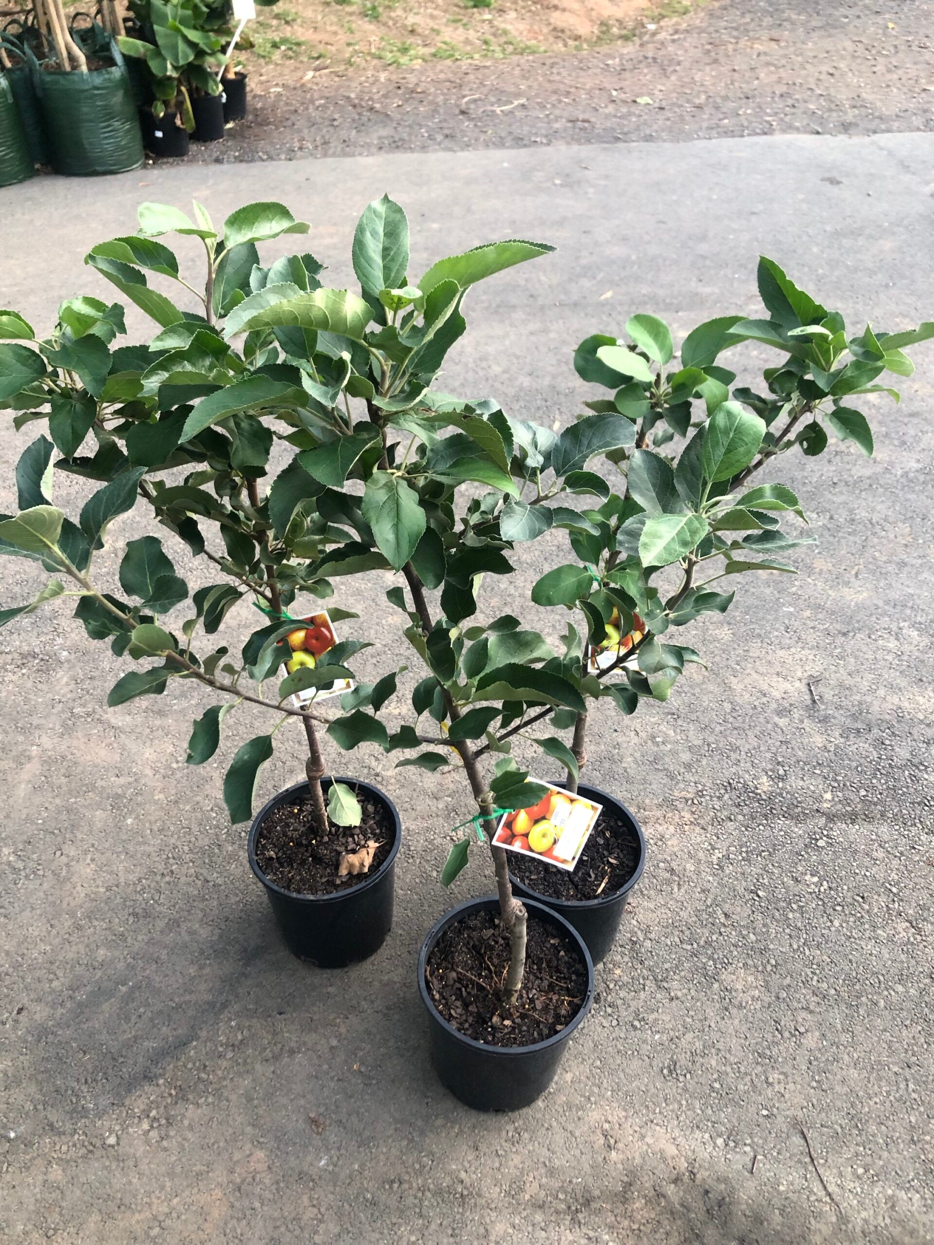 Apple Tropic Sweet 5l Ross Creek Tropicals