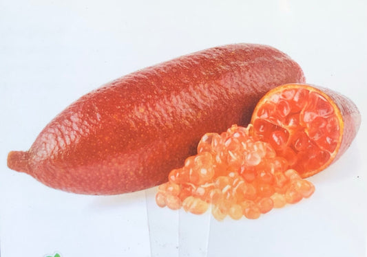 Finger lime Torakina Pink Grafted (QLD ONLY)