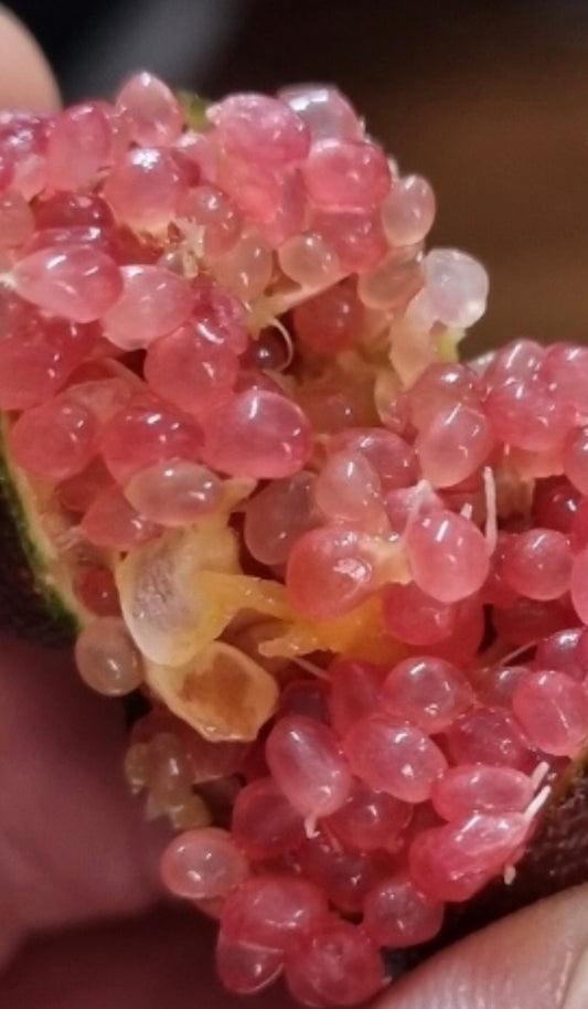 Finger lime Purple Grafted (QLD ONLY)
