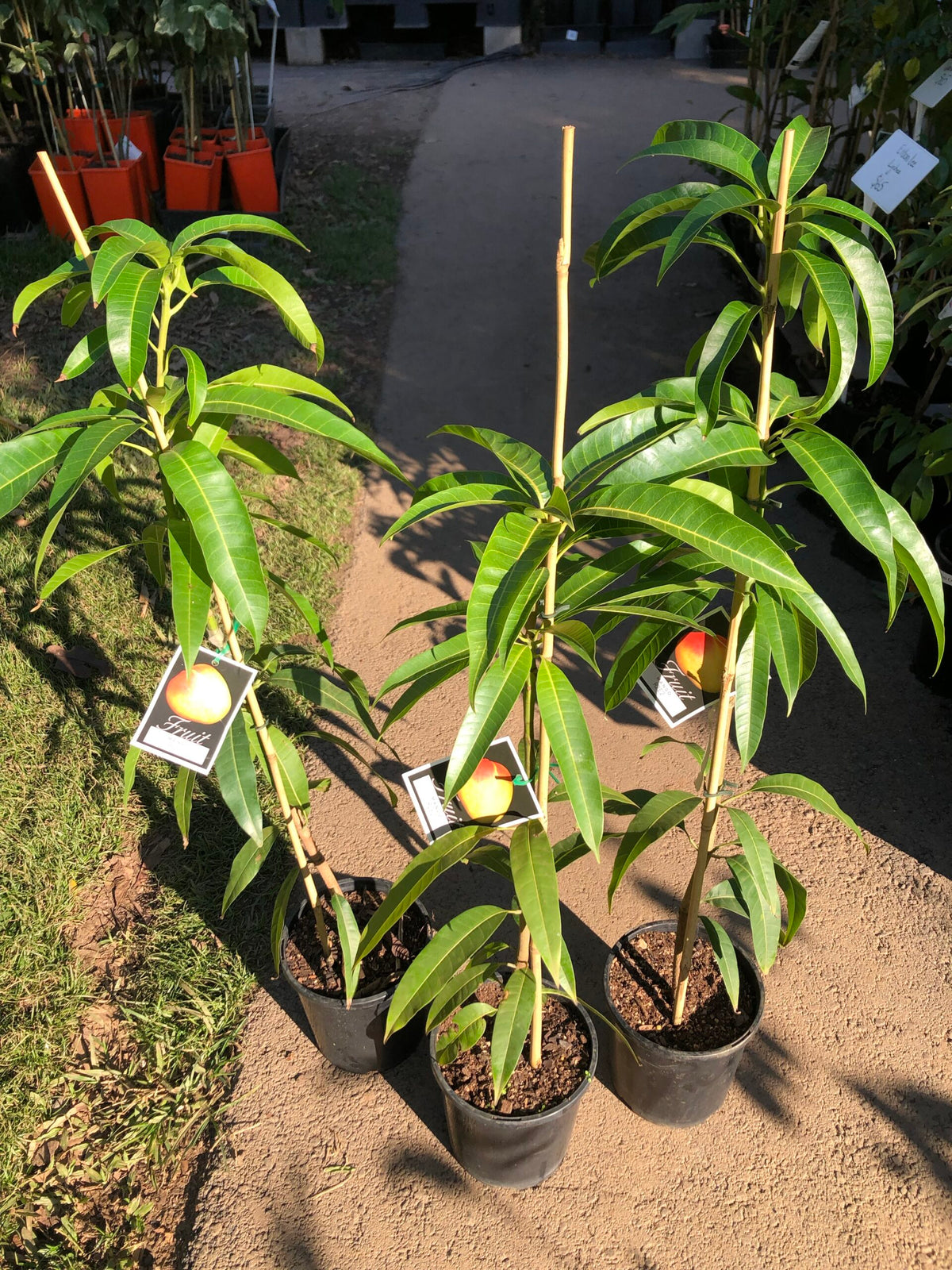 Manggo R2e2 Mango - R2E2 – Ross Creek Tropicals