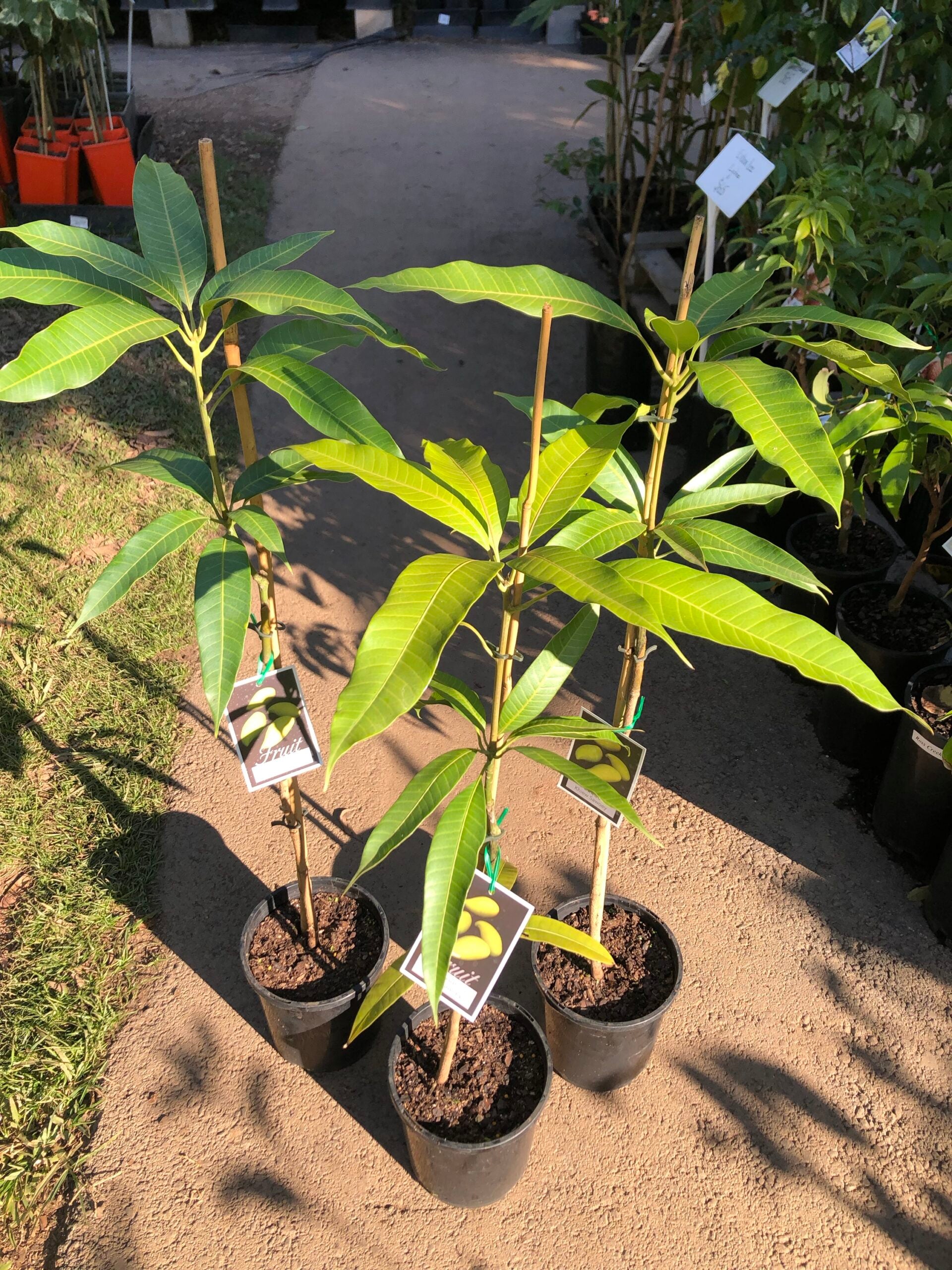 Buy Grafted Mango Trees online - Delivered to your door! – Page 2 ...