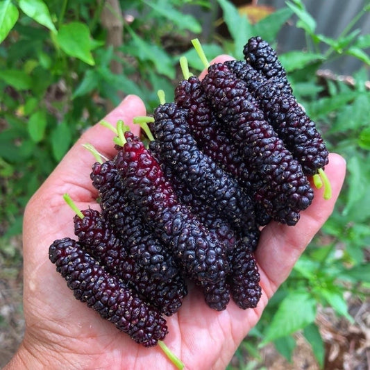 Mulberry Pakistan Black