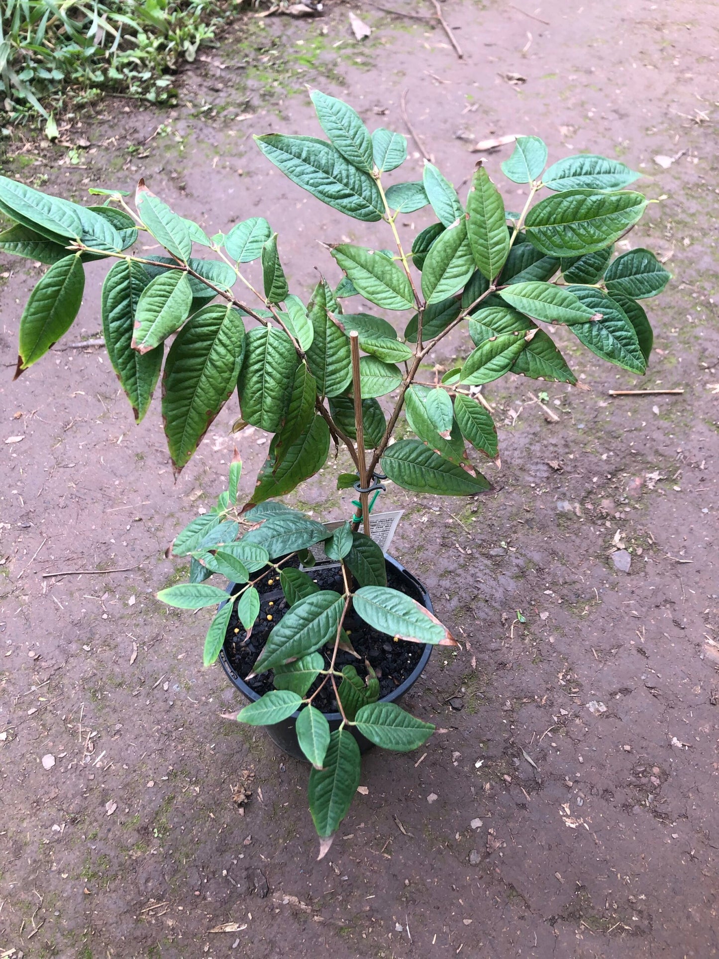 Jaboticaba White - Plinia aureana