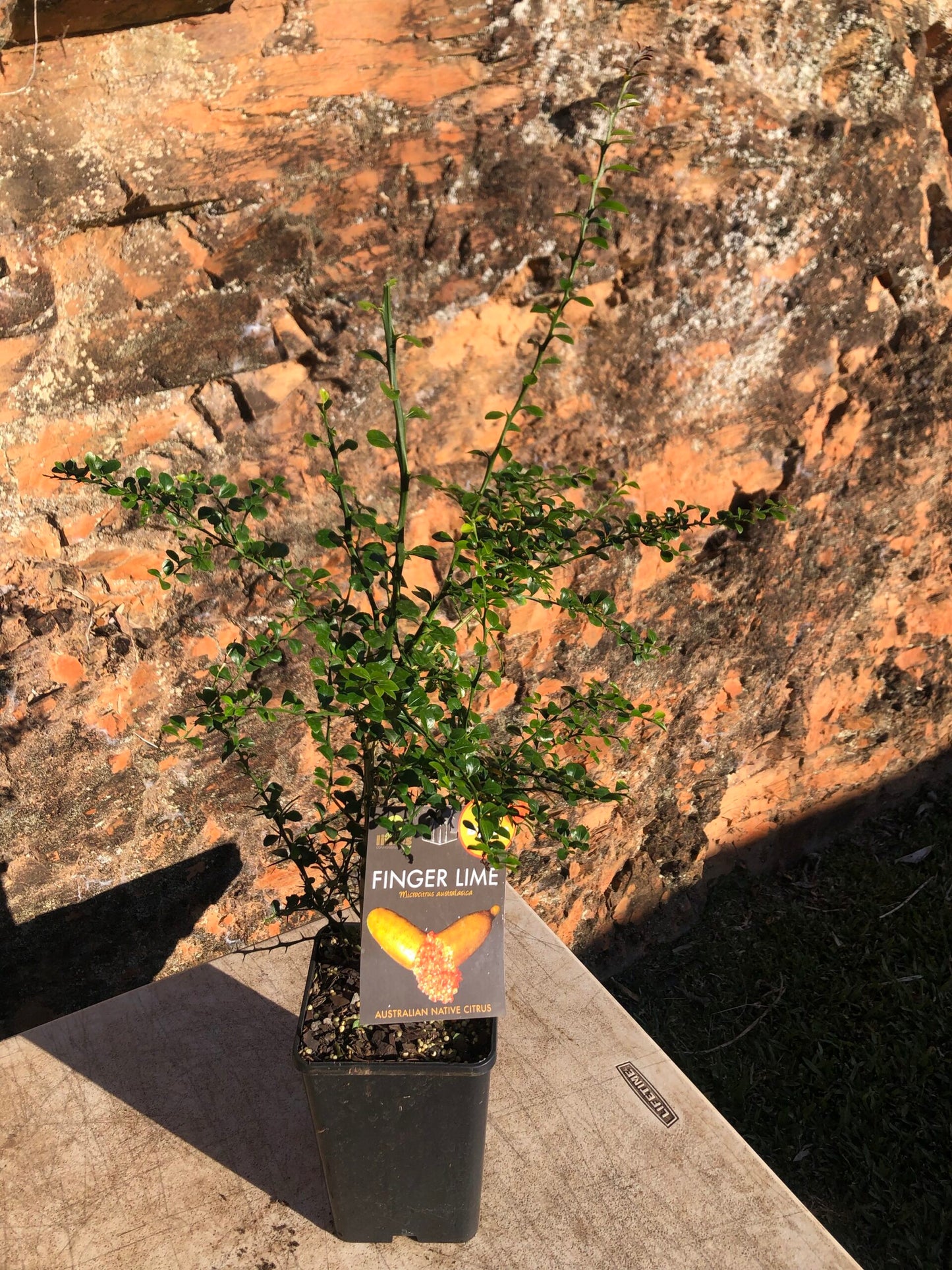 Finger lime - Byron Sunrise 5L (QLD ONLY)