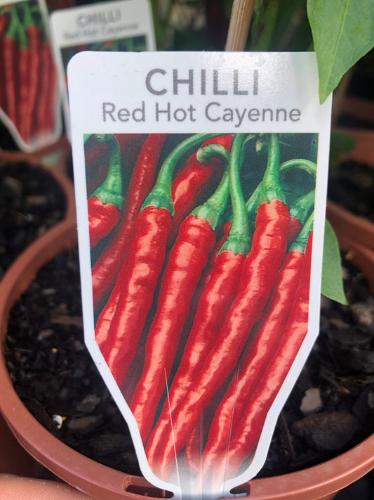 Red Hot Cayenne - Chilli