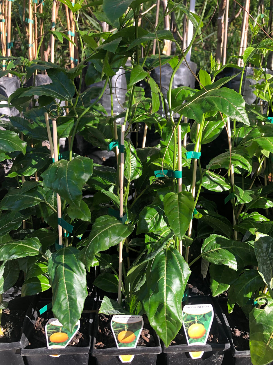 Buy Passion Fruit Plants Delivered to your door! Ross Creek Tropicals