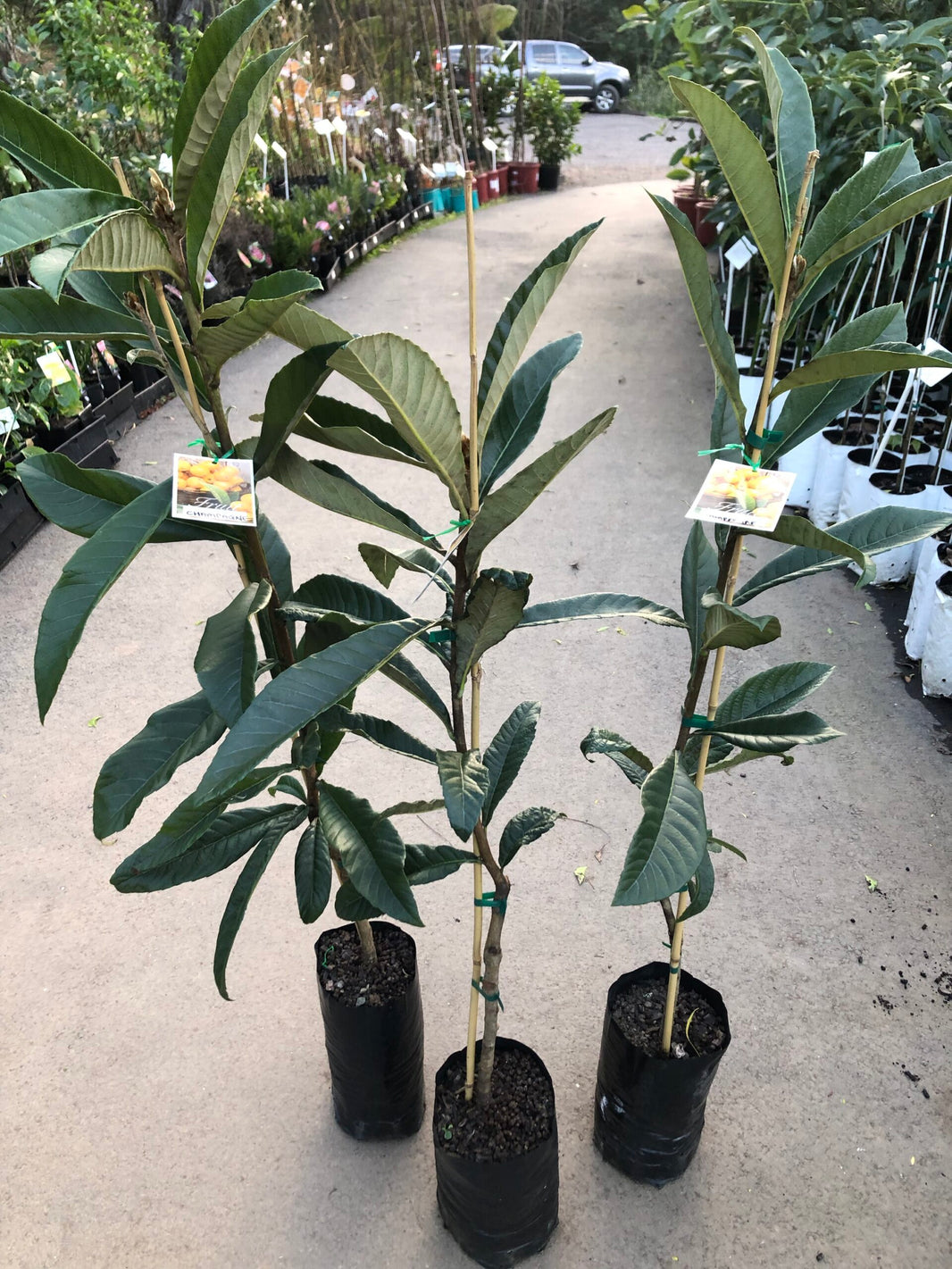 Buy Loquat Fruit trees - Delivered to your door! – Ross Creek Tropicals