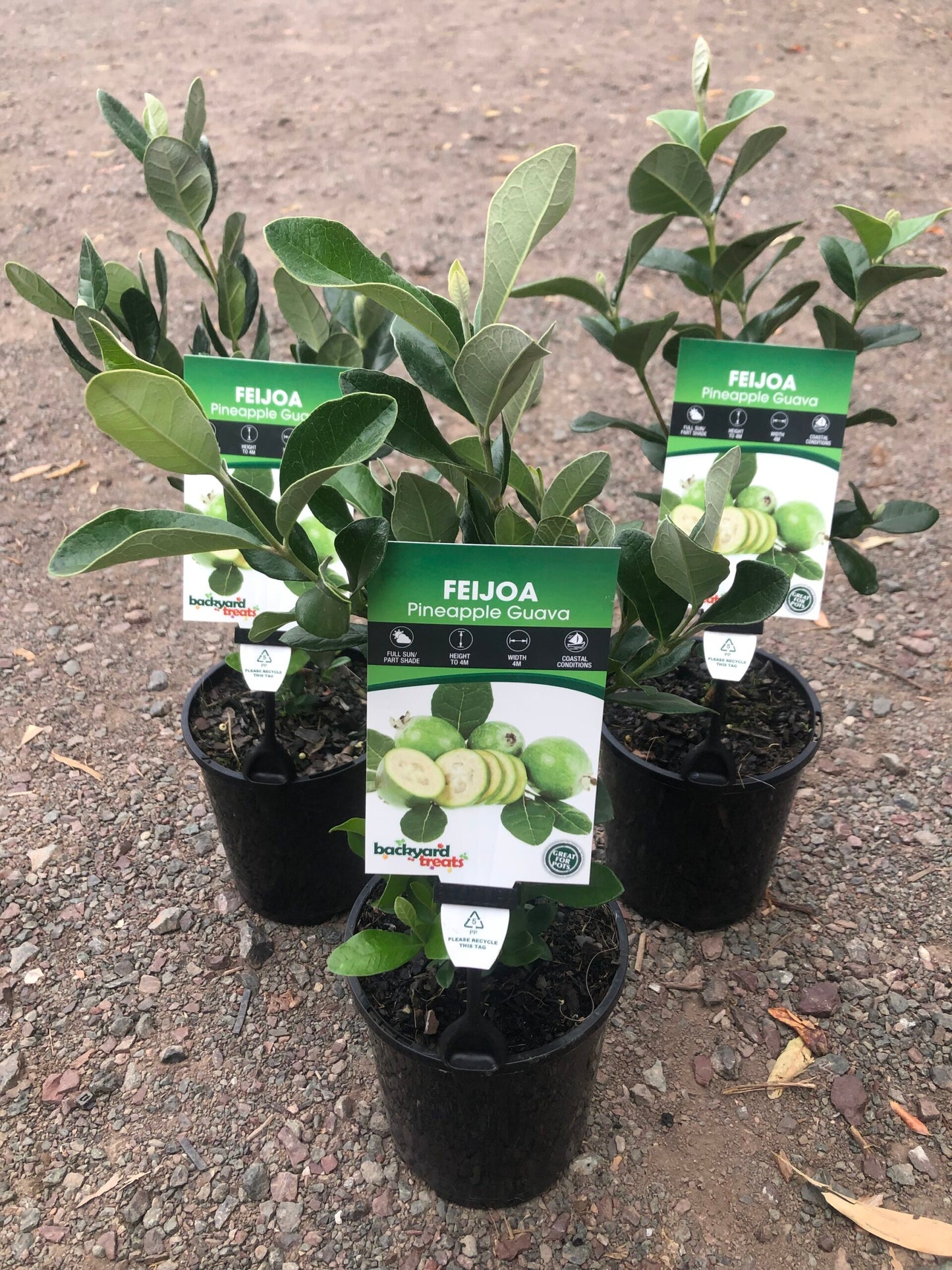 Feijoa