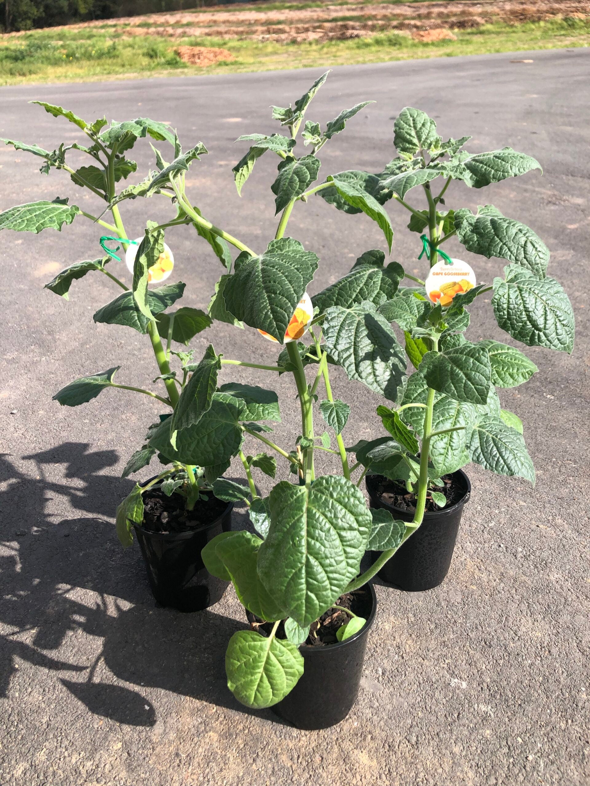 gooseberry plant in pot Cape Gooseberry – Ross Creek Tropicals