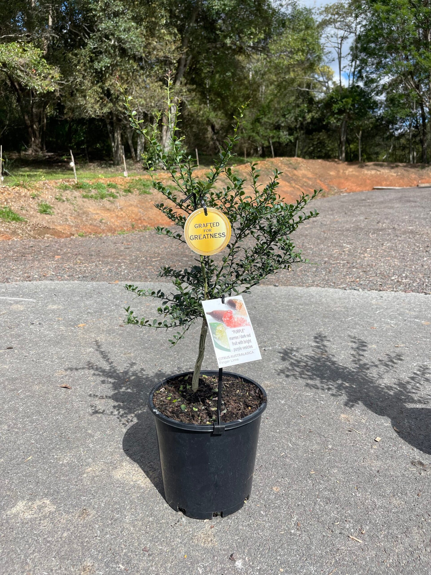 Finger lime Purple Grafted (QLD ONLY)