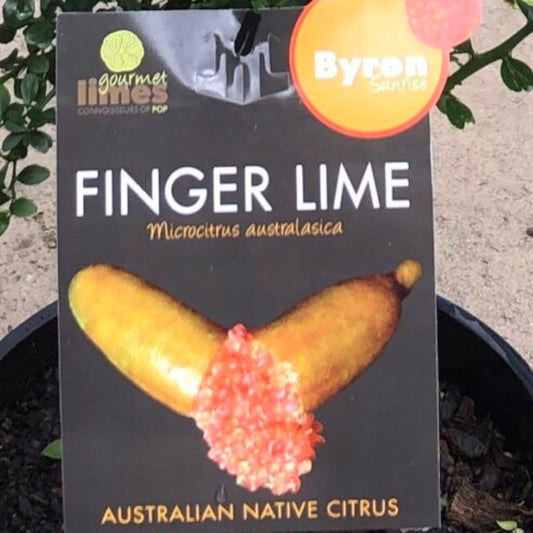 Finger lime Byron sunrise (Qld only)