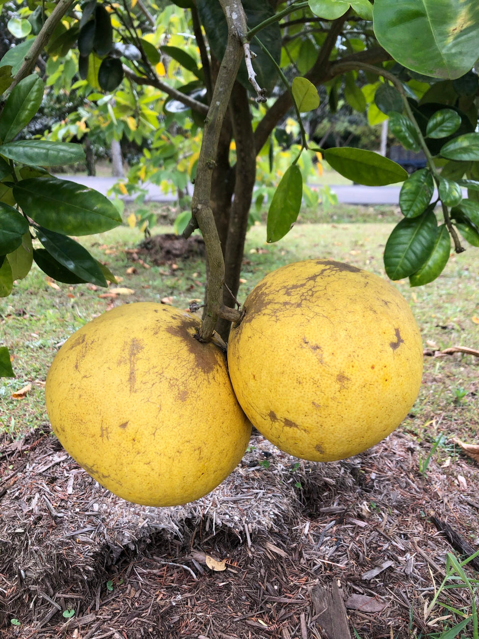 Buy Pummelo Fruit trees Delivered to your door! Ross Creek Tropicals