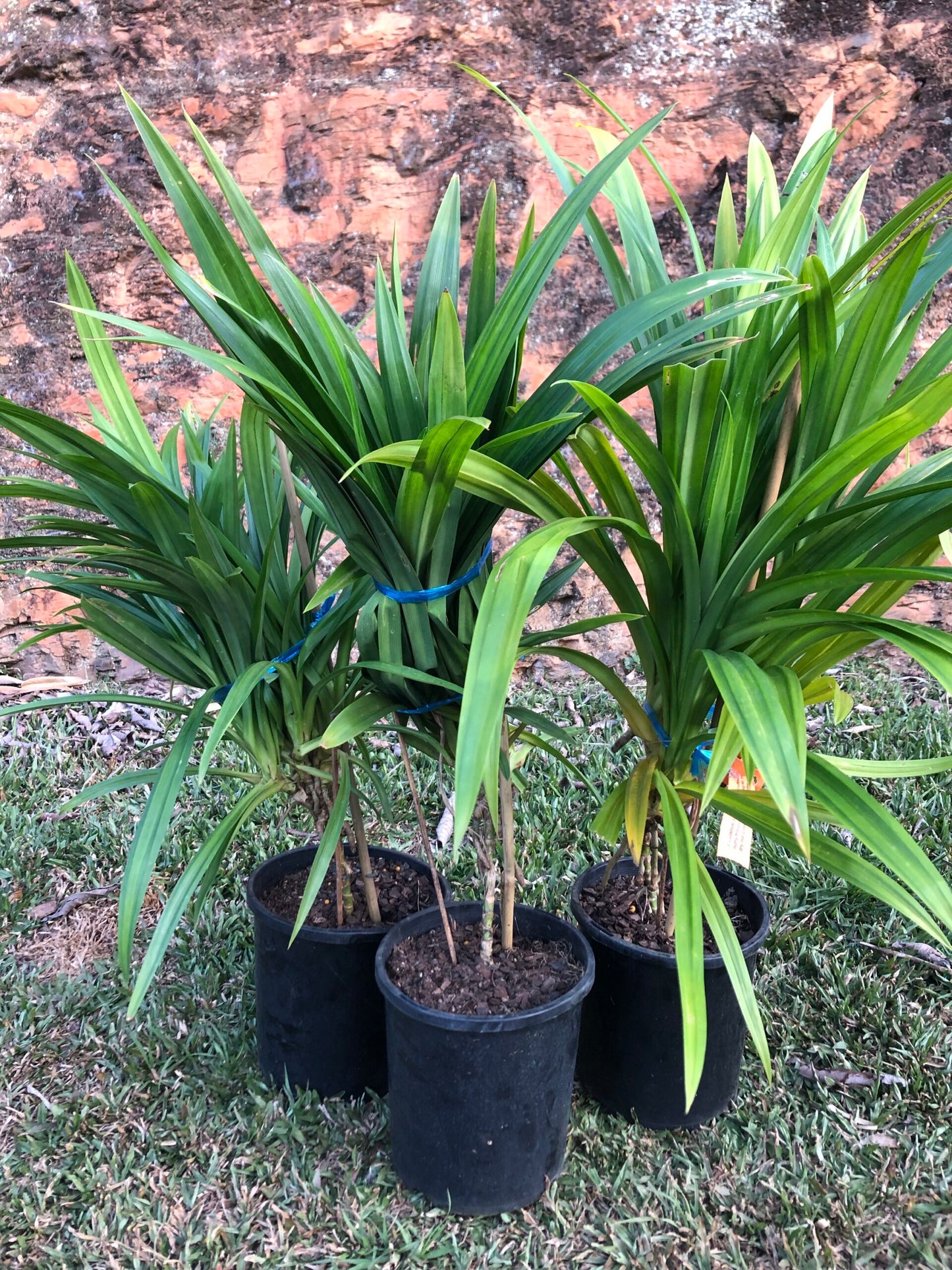 Pandan- Edible Pandanus