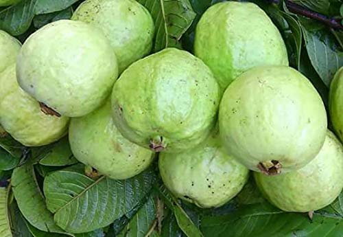 Guava Indian